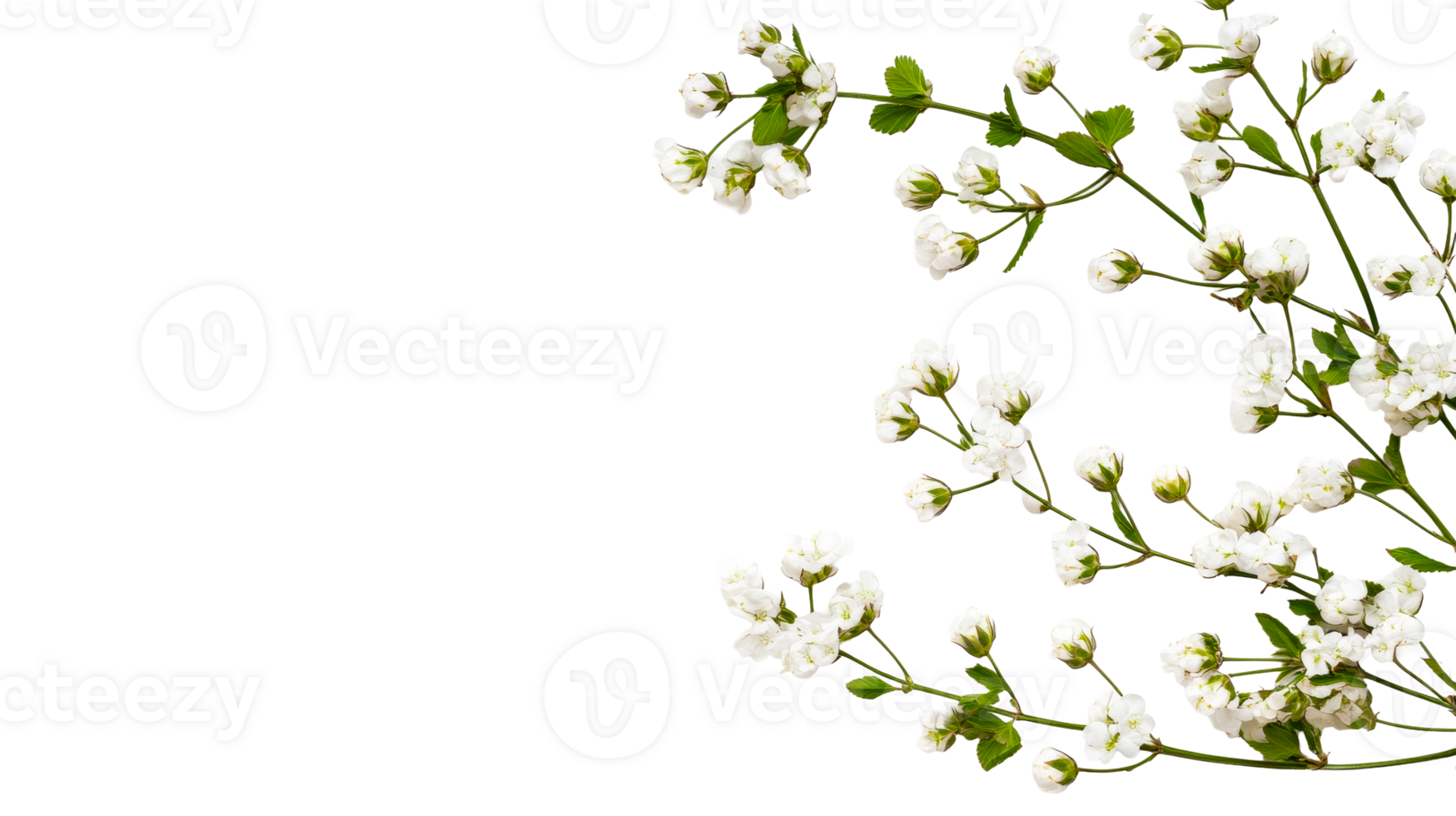 Delicate Small White Flowers on Branches Background, cut out transparent png
