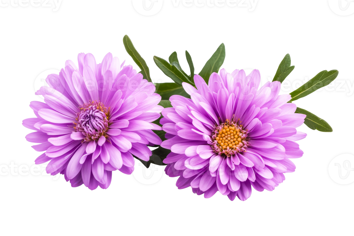 Two aster flowers with leaves on black, cut out transparent png