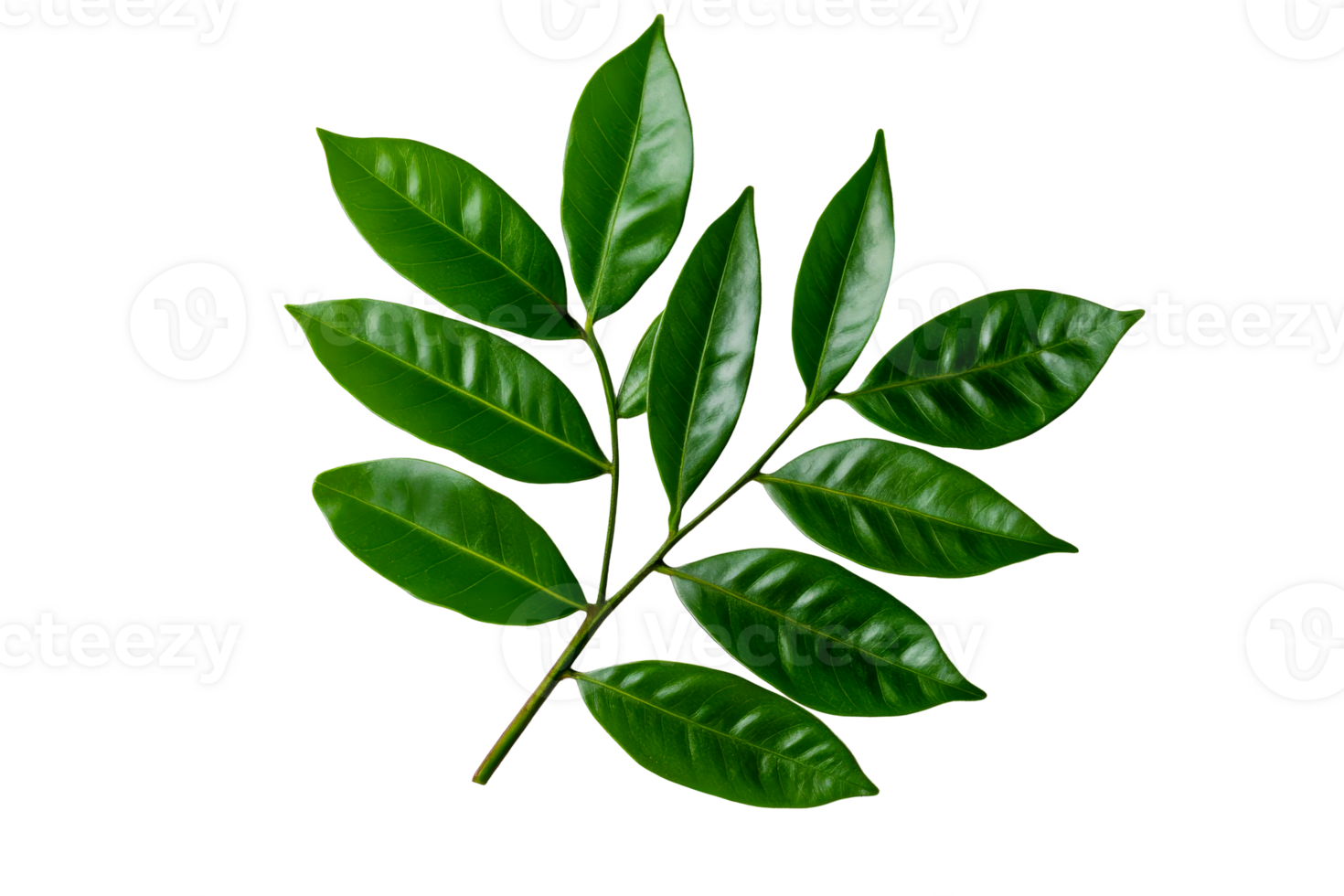 Green branch with leaves close up, cut out transparent png