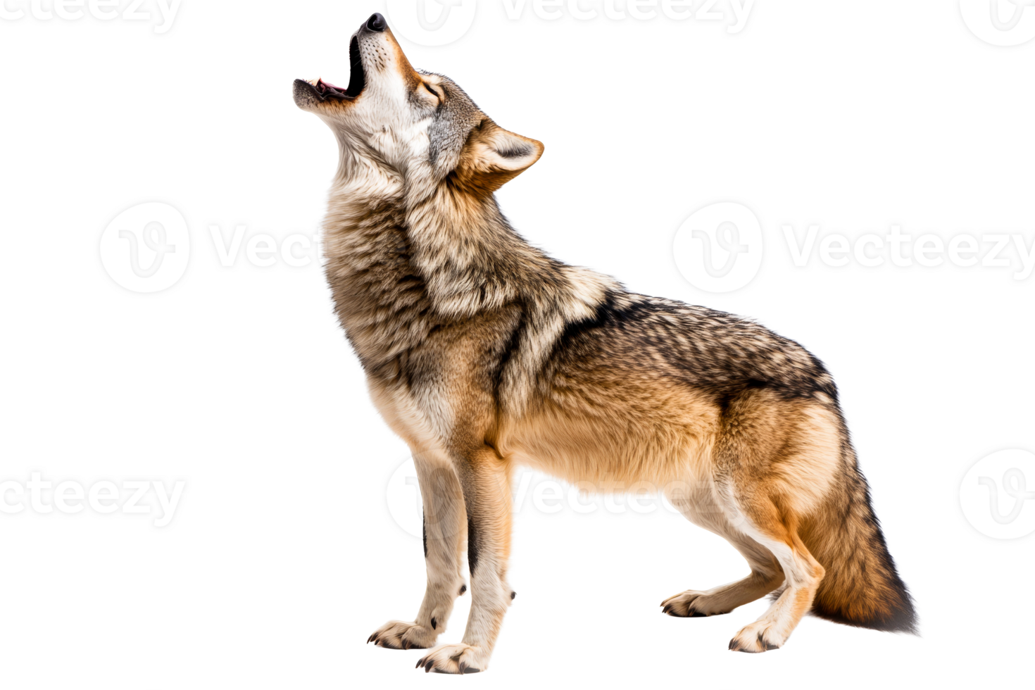 Howling wolf, majestic wild canine portrait, open mouth cry, cut out transparent png