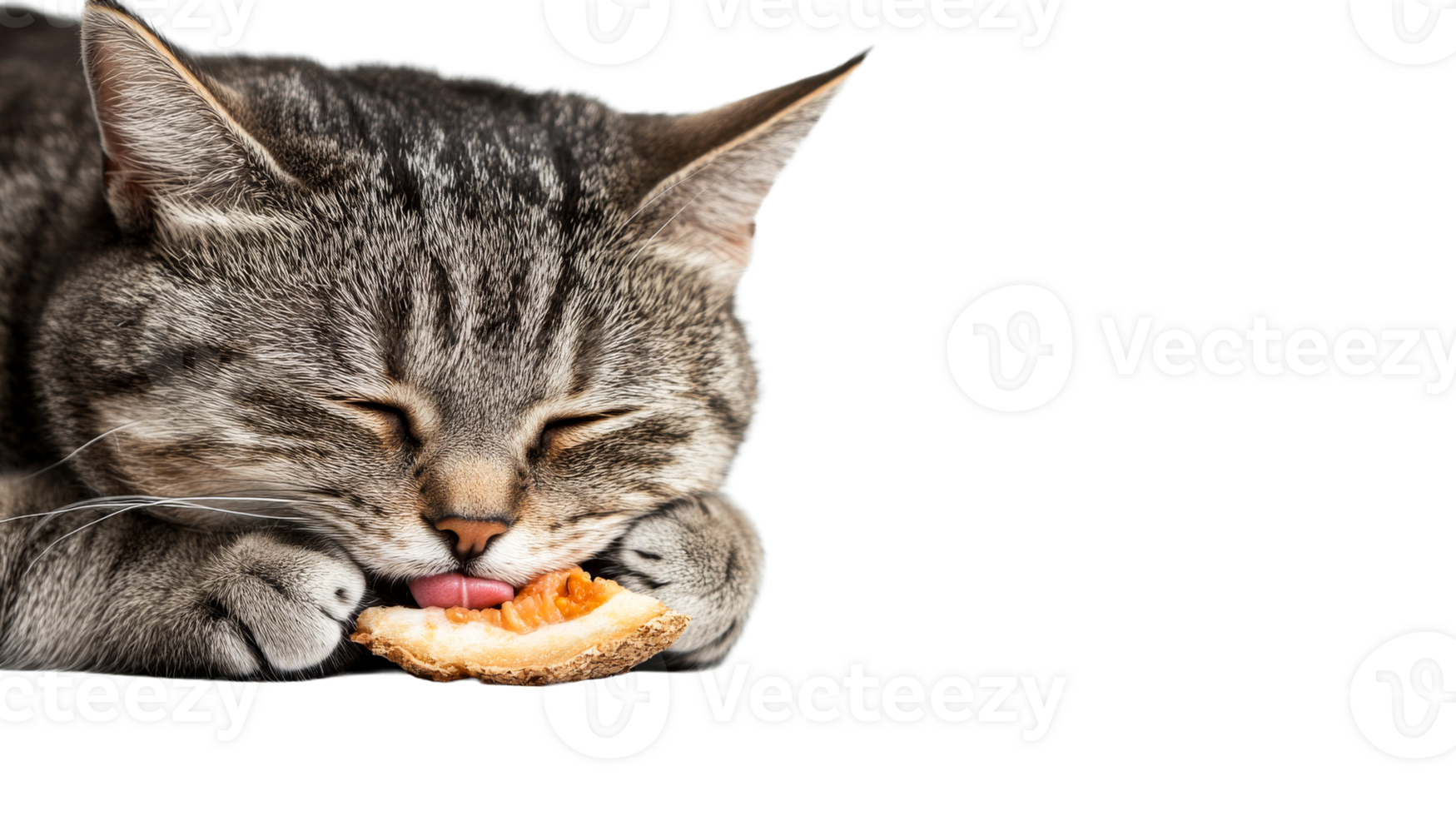 Tabby cat licking a slice of melon, pet licking, cut out transparent png