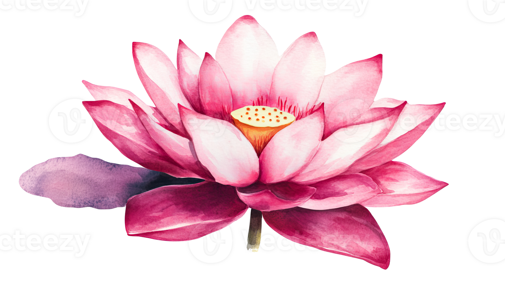 Watercolor painting of a blooming lotus flower, cut out transparent png