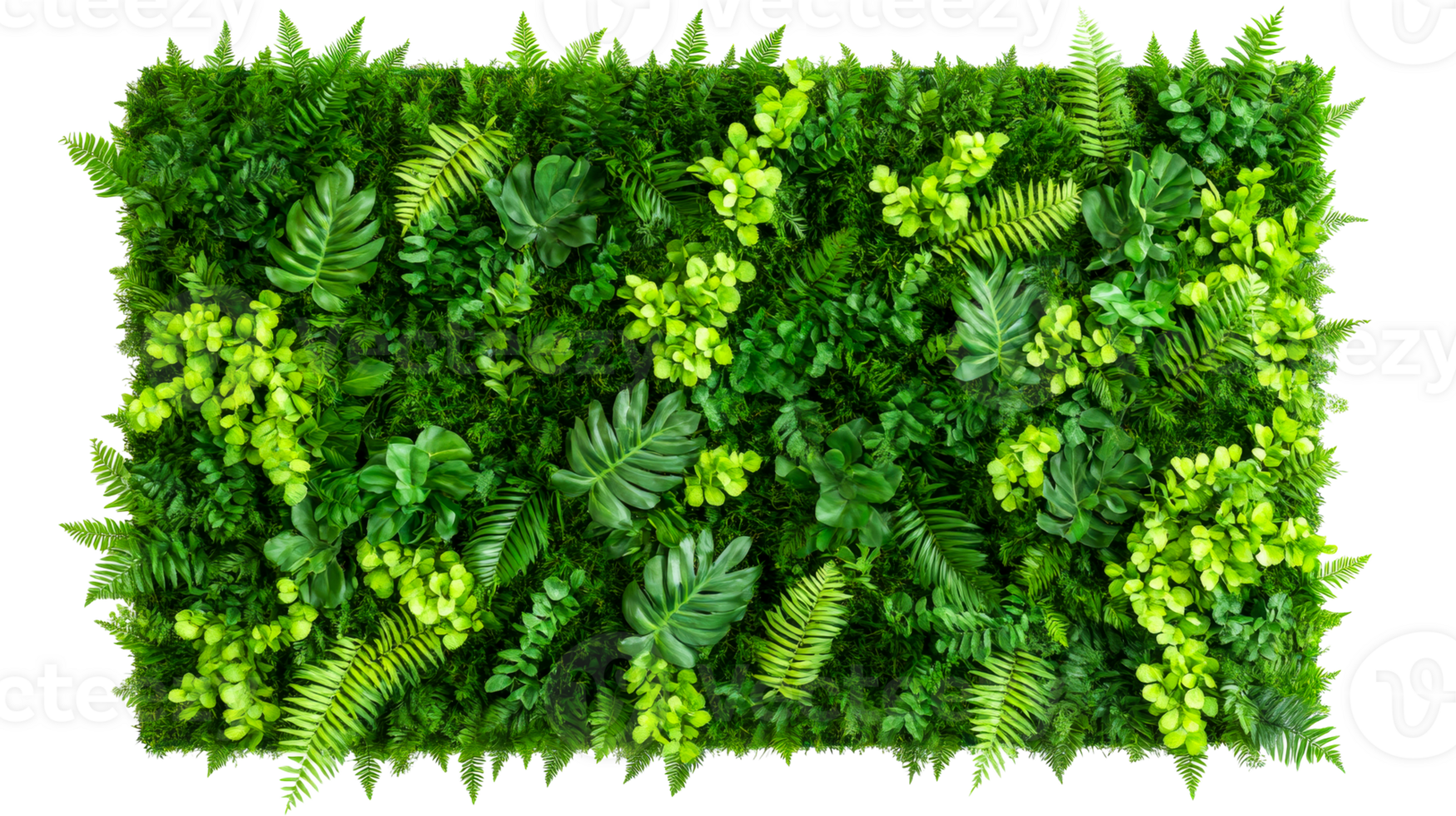 Lush green plants texture background, various ferns leaves , cut out transparent png