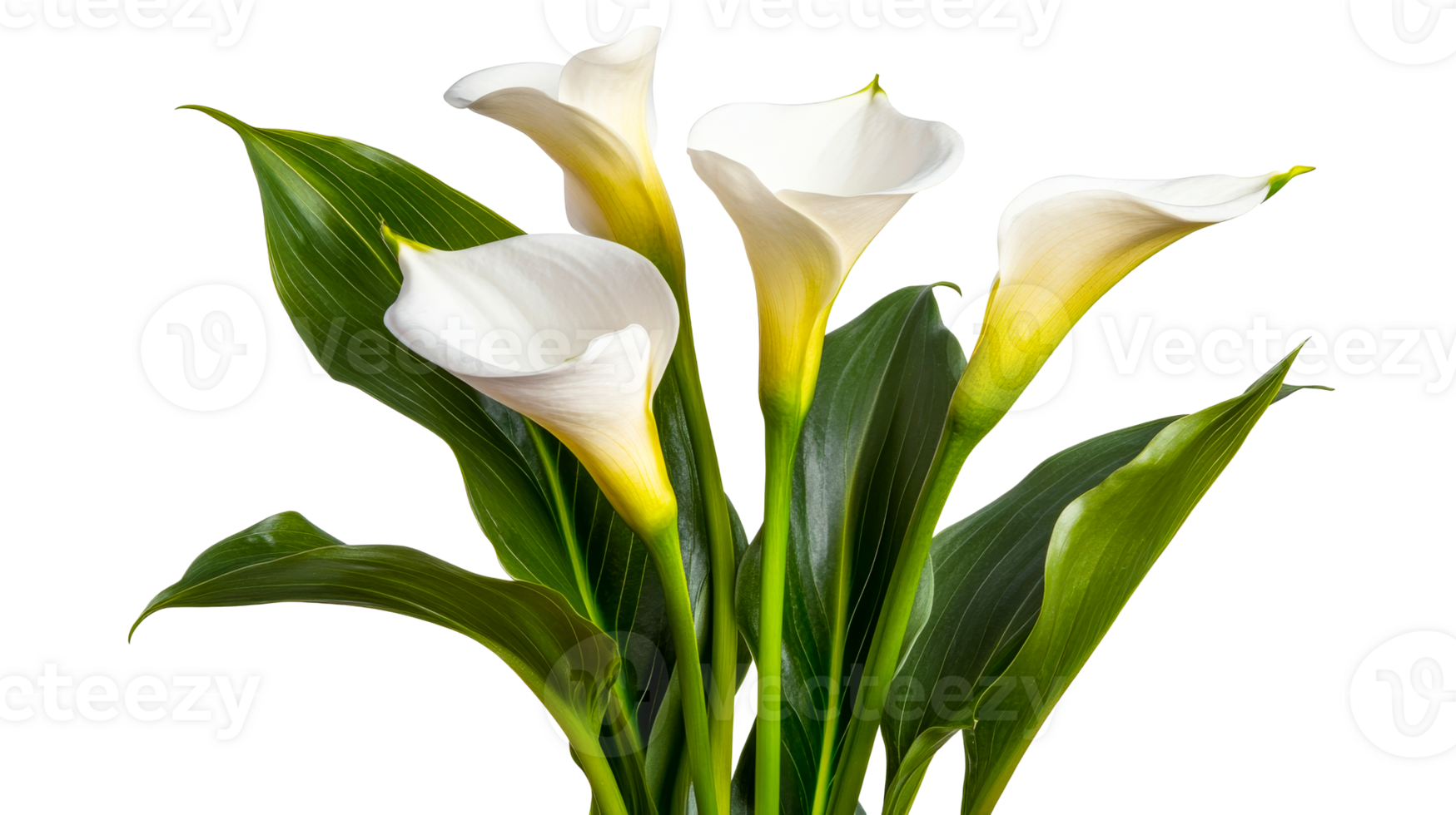 Calla lilies flowers with green leaves, botanical beauty, cut out transparent png