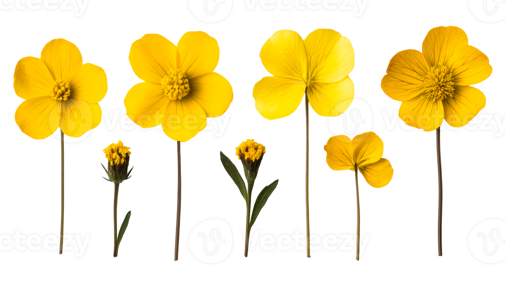 Yellow flowers collection, botanical arrangement, floral design, cut out transparent png