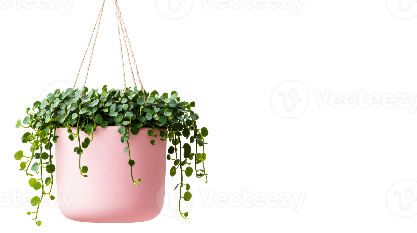 Hanging succulent in pink pot, isolated on black, cut out transparent png