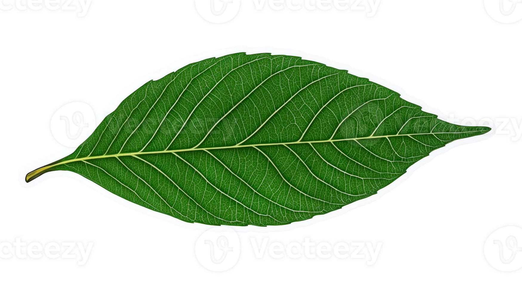 Green leaf detailed veins, botanical texture, background, cut out transparent png