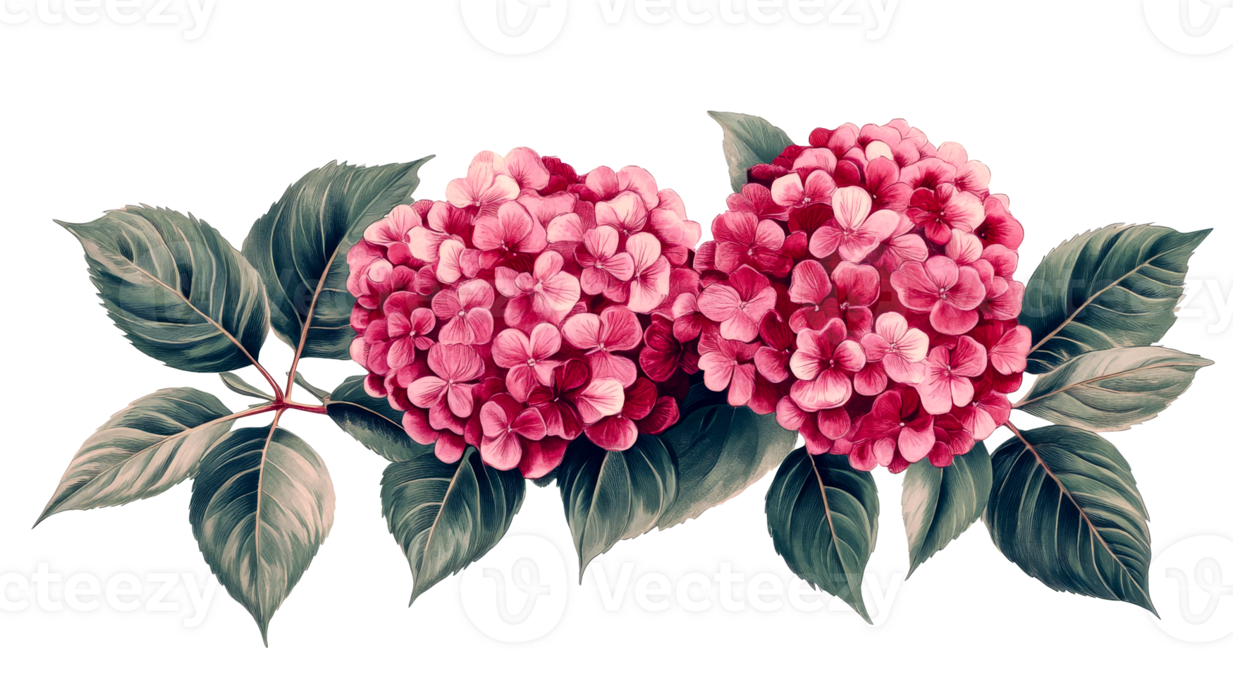 Two pink hydrangea flowers on a black background, cut out transparent png