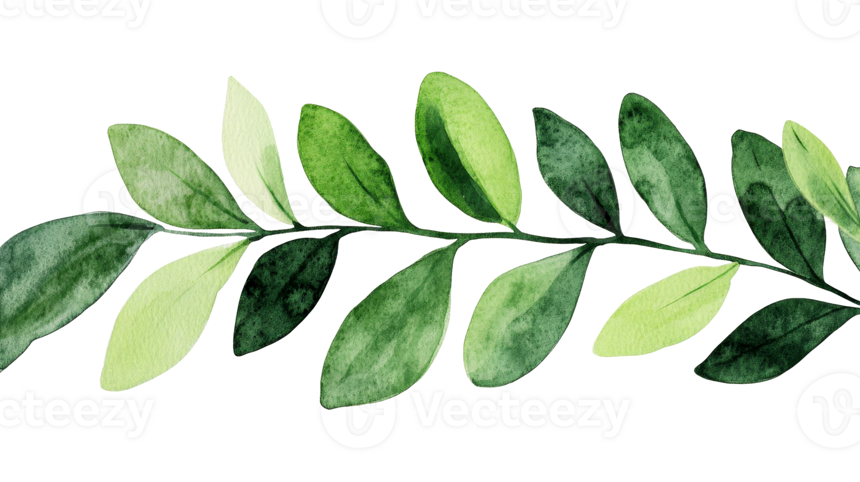 Botanical illustration of stem with green leaves ,cut out transparent png