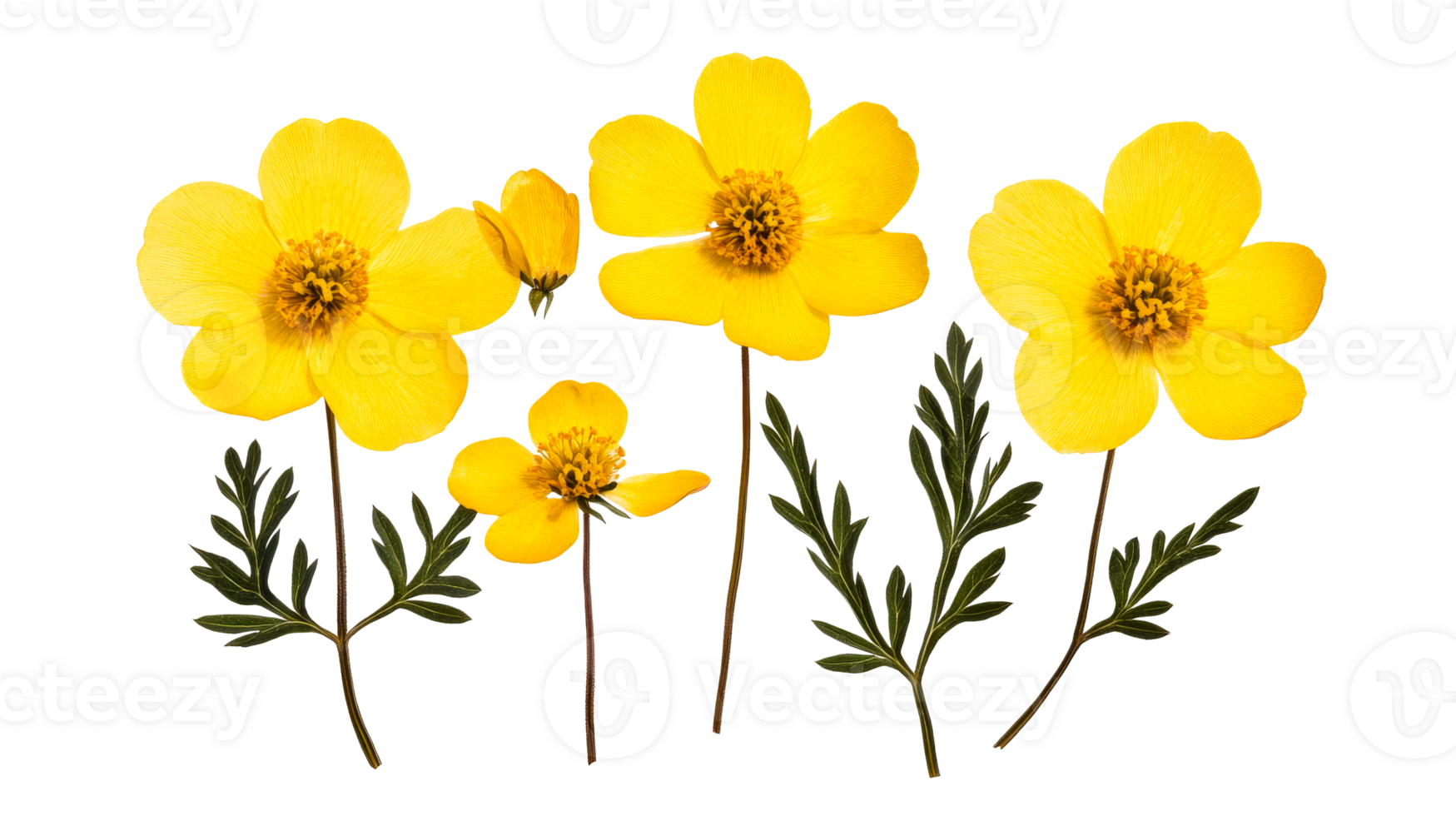 Yellow buttercup flowers, vibrant blossoms isolated on black, cut out transparent png