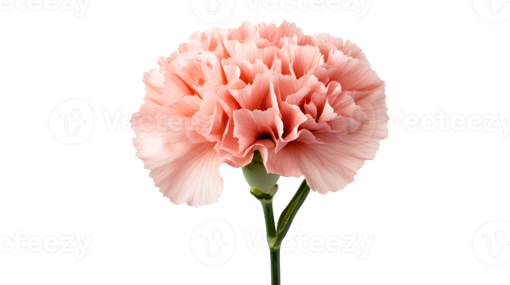 Carnation close-up on a black background, cut out transparent png