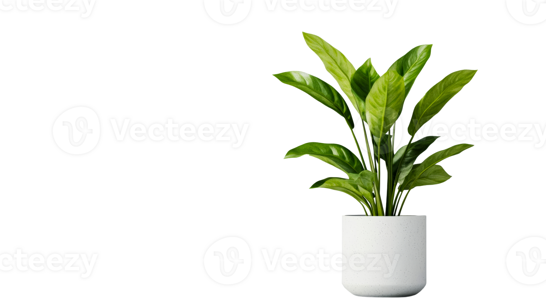 Potted houseplant with green leaves in white pot, cut out transparent png