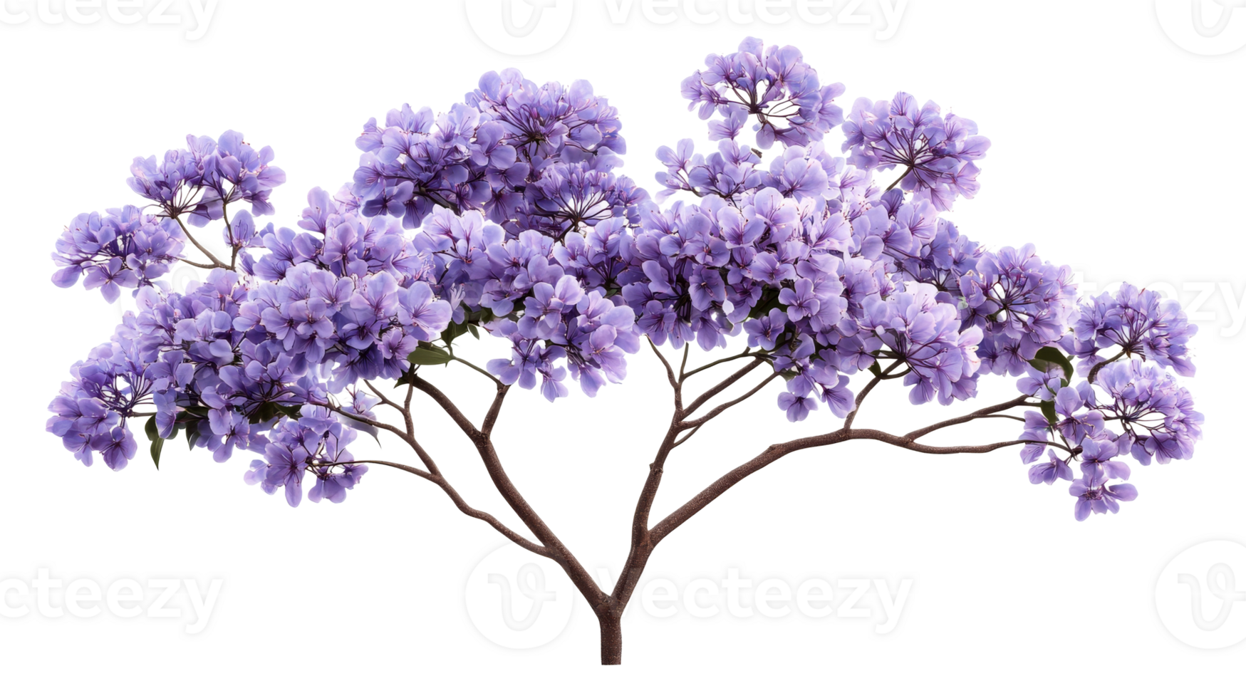 Jacaranda blooms in clusters, vibrant purple color, spring season, cut out transparent png