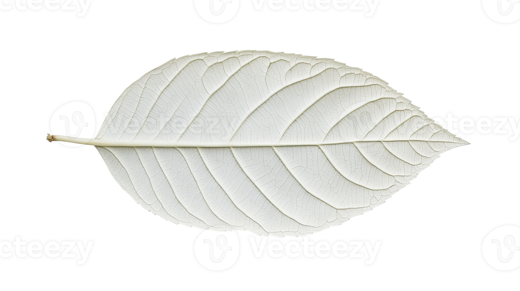 White leaf texture, isolated on black background, detail view, cut out transparent png