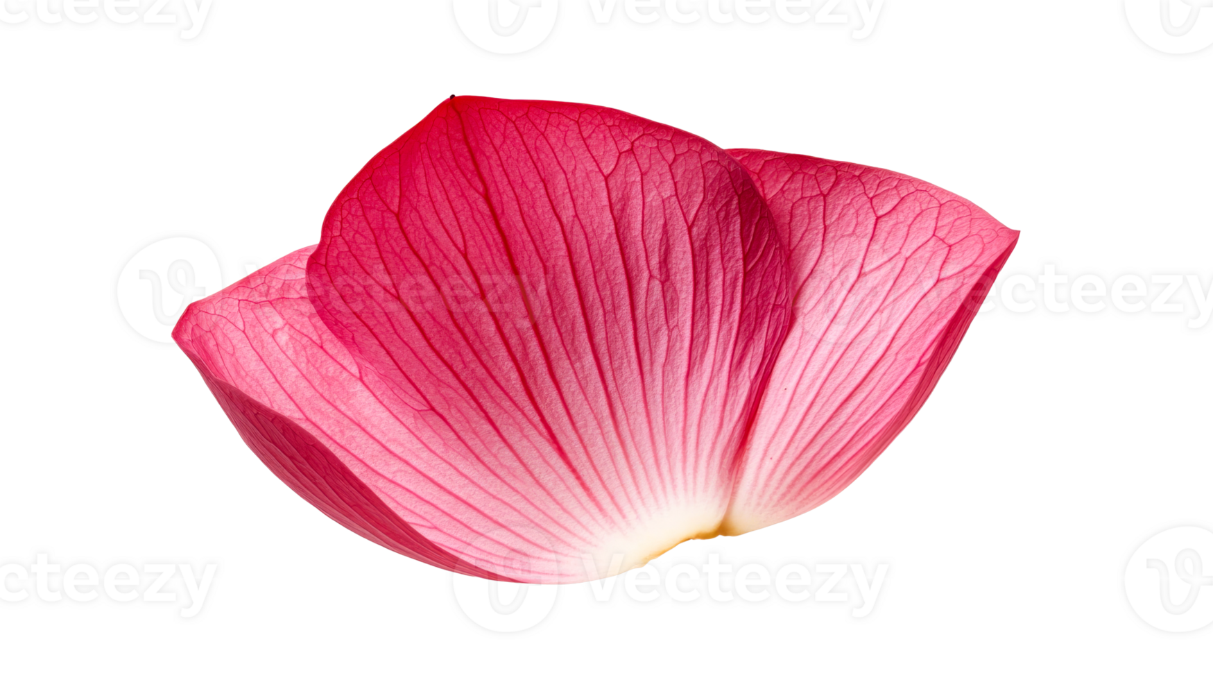 Delicate pink lotus petals on black, floral element, close up , cut out transparent png