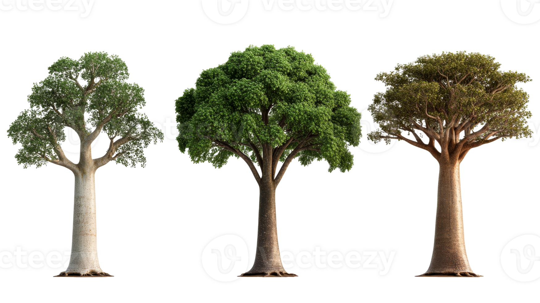 Three tropical trees with different leaf colors, cut out transparent png