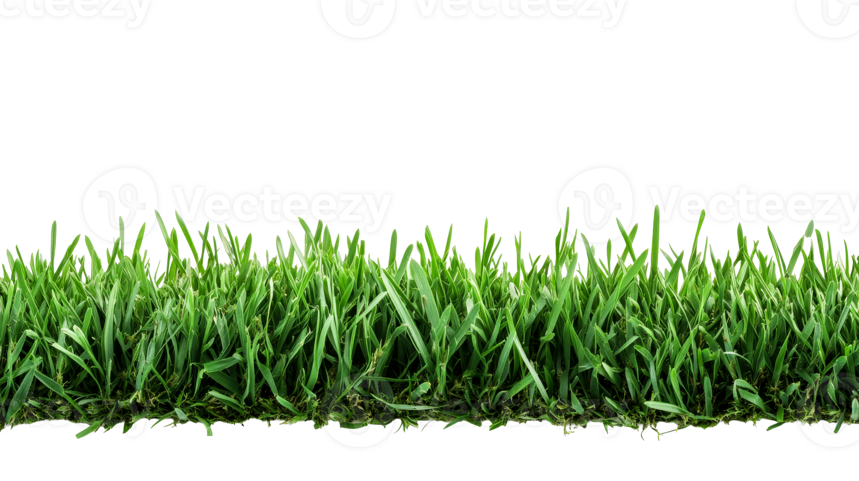 Green grass border with healthy growth , cut out transparent png