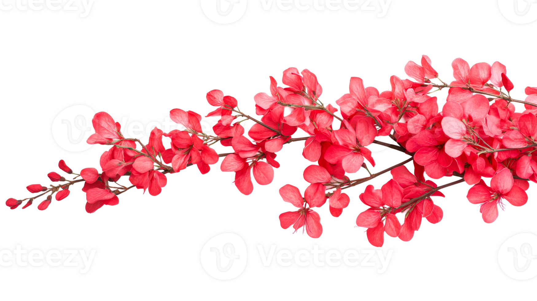 Bright red flowering branch cutout on transparent background png