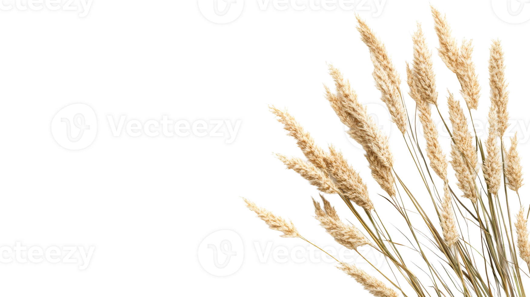 Fluffy Beige Pampas Grass Against Black Backdrop, cut out transparent png