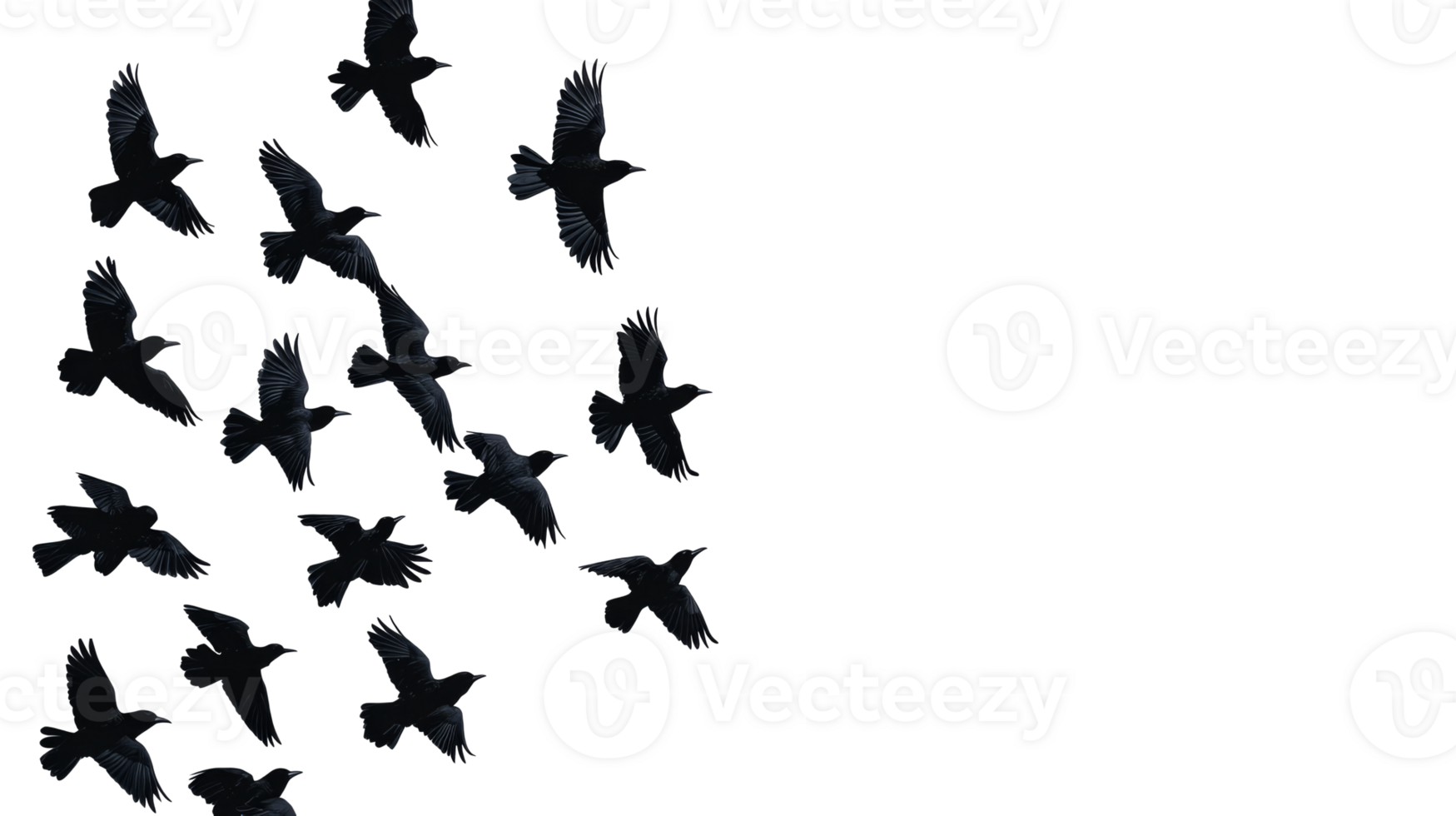 Flock crows in flight, black and mysterious, cut out transparent png