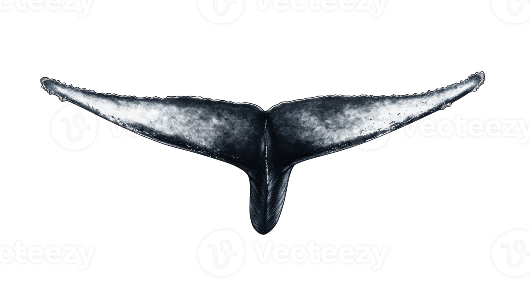 Whale tail emerges from water, dark and majestic, cut out transparent png