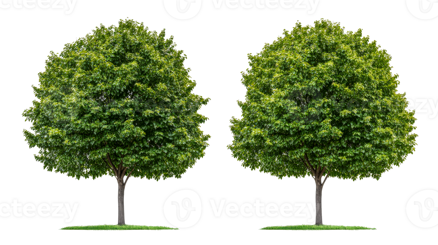 Two symmetrical green tree crowns in summer, cut out transparent png