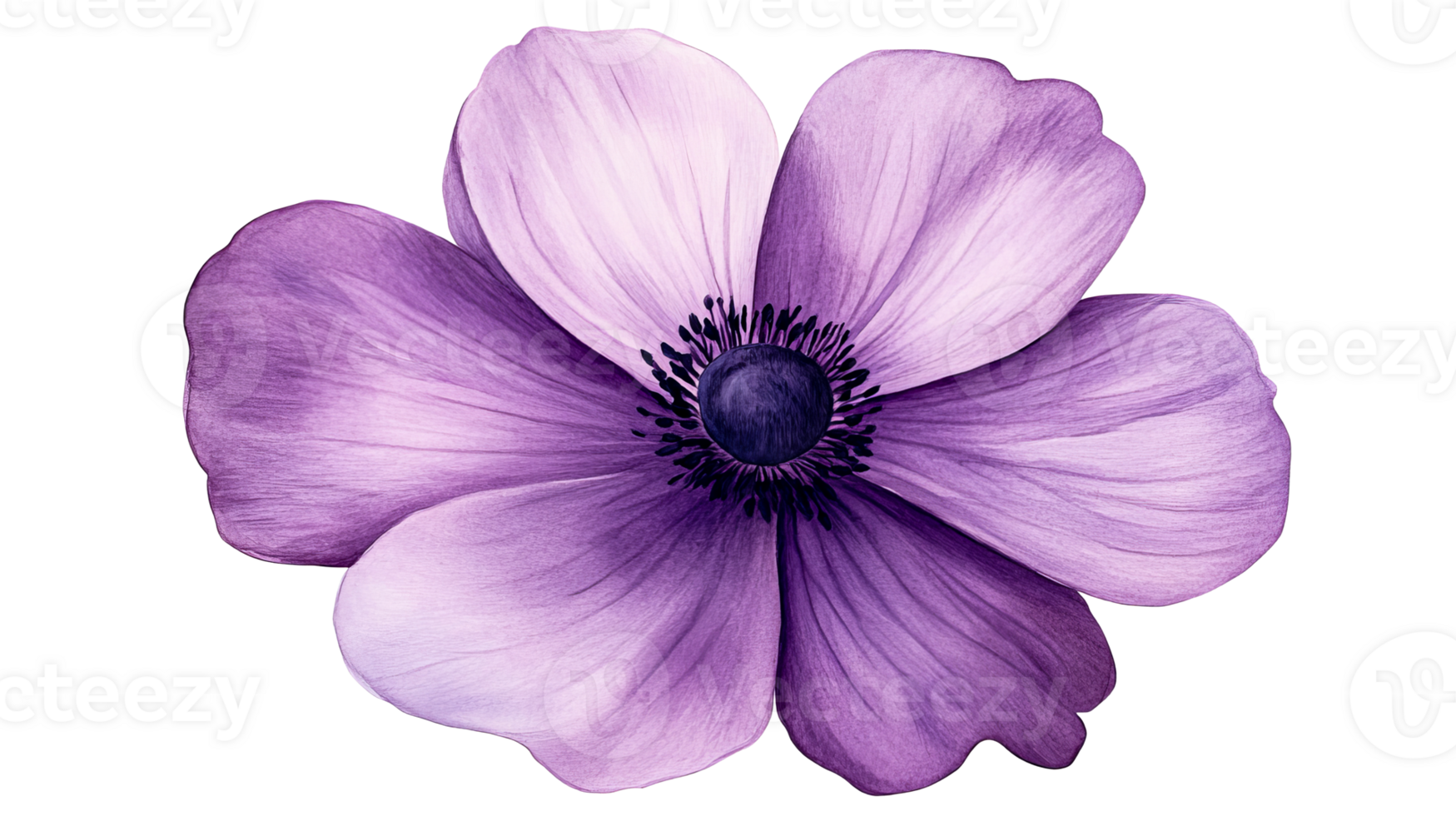 Anemone flower with violet petals on black background, cut out transparent png