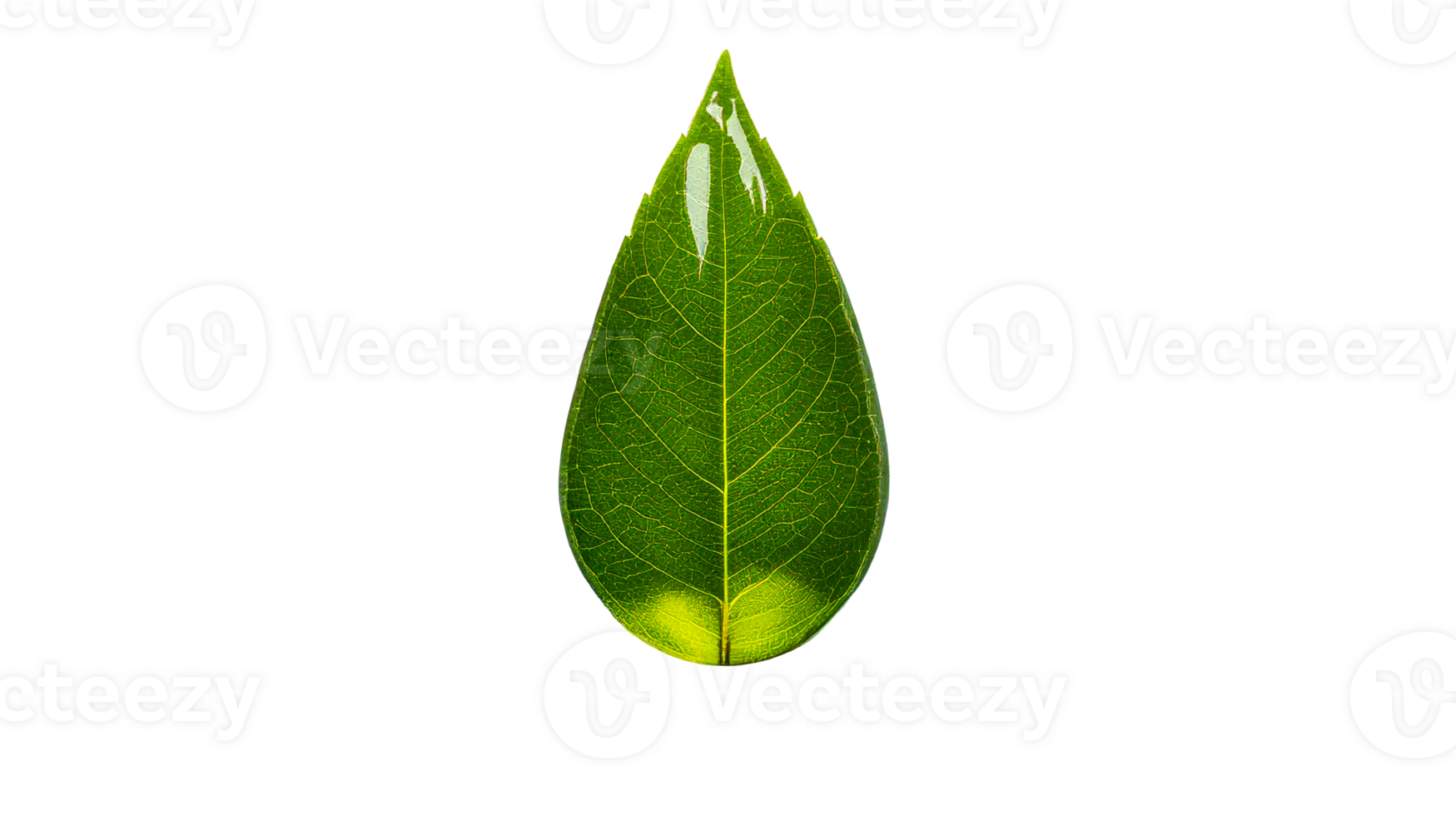 Green leaf with veins isolated on black, cut out transparent png