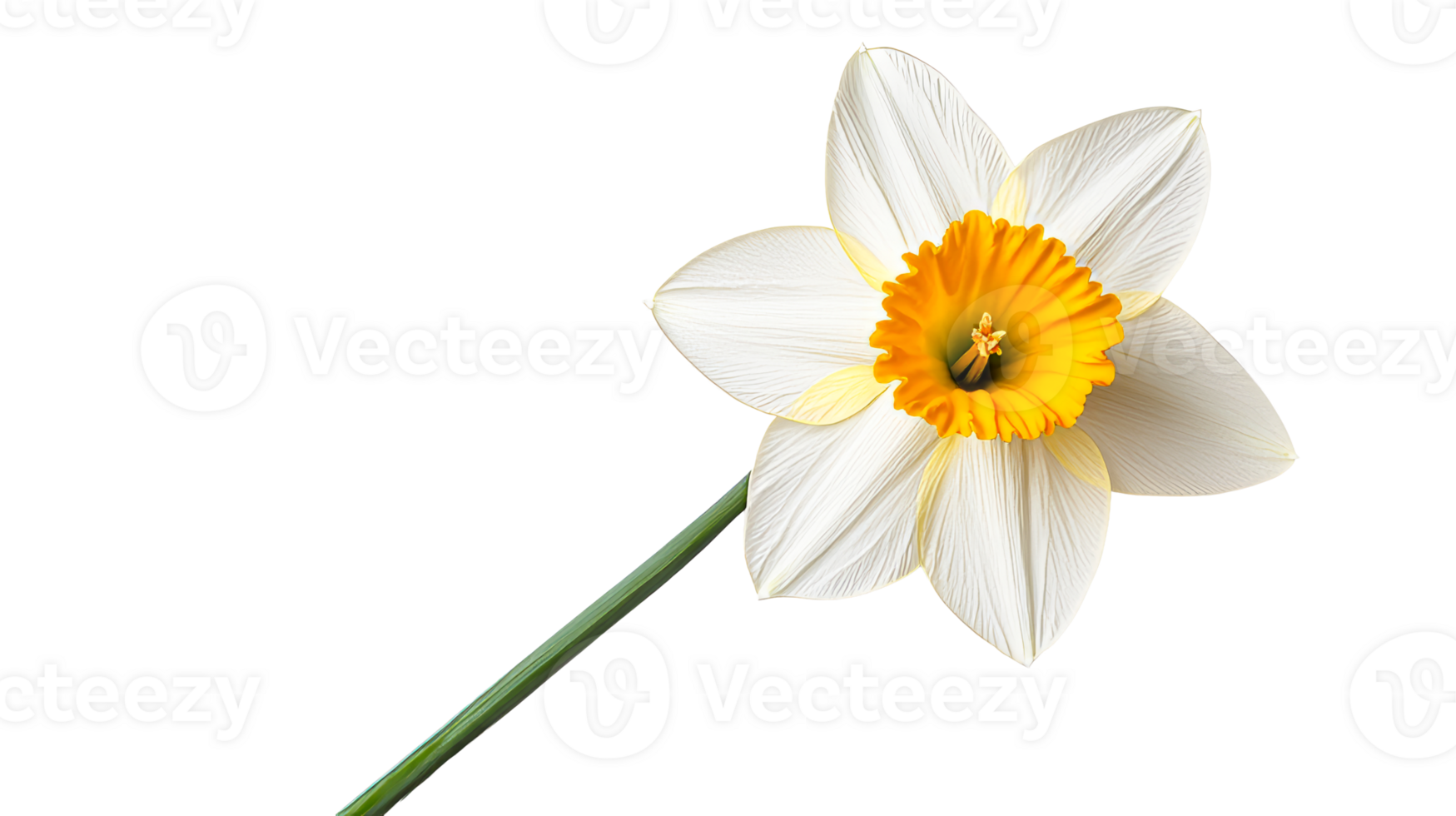 Exquisite White Daffodil Blossom with Bright Yellow Center, cut out transparent png