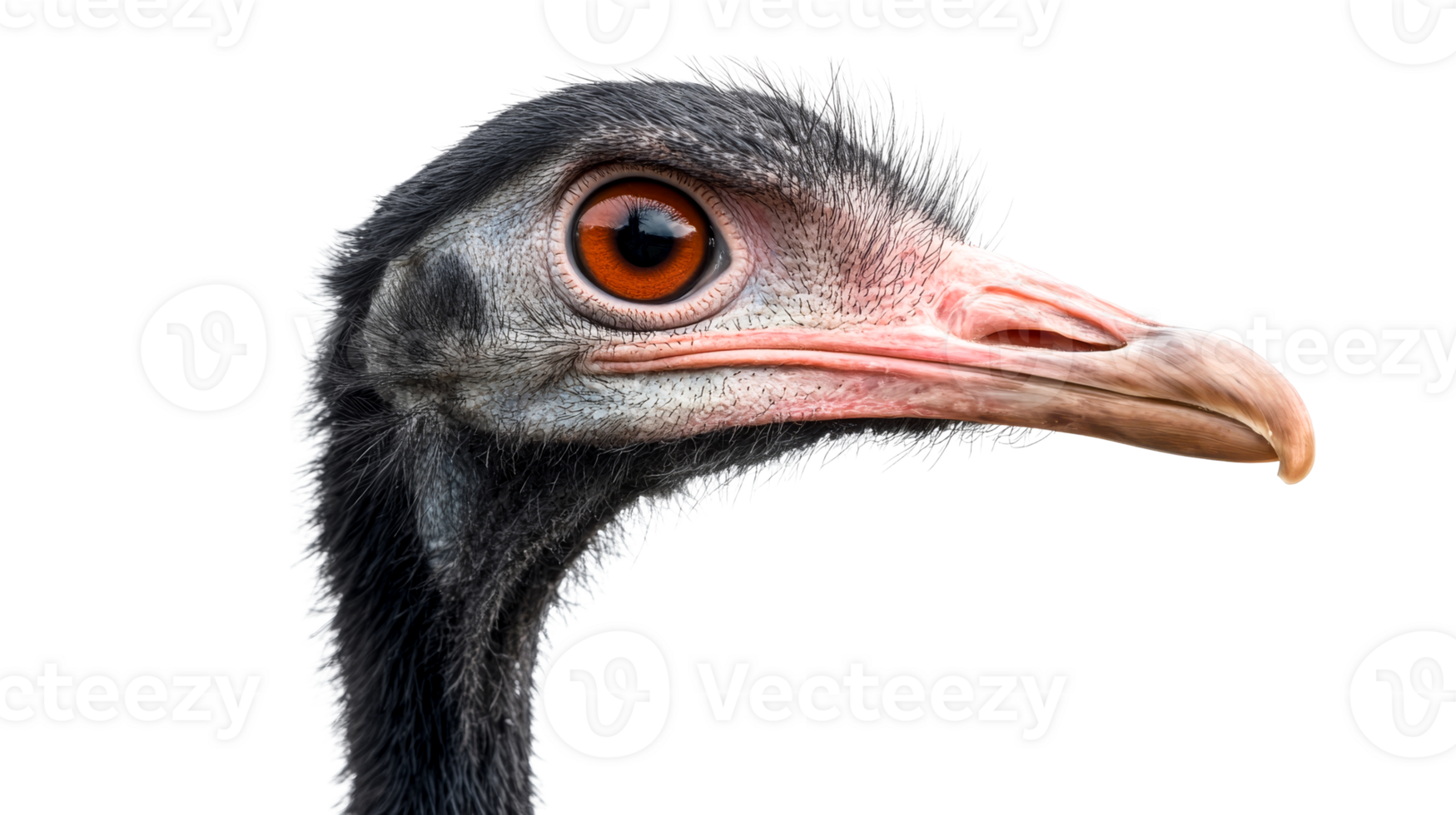 Rhea portrait with unique features and detailed feathering, cut out transparent png