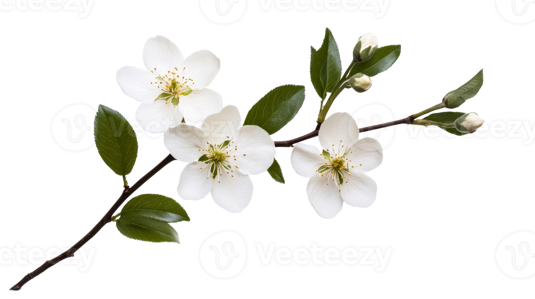 Flowering cherry blossom branch, white petals isolated, cut out transparent png