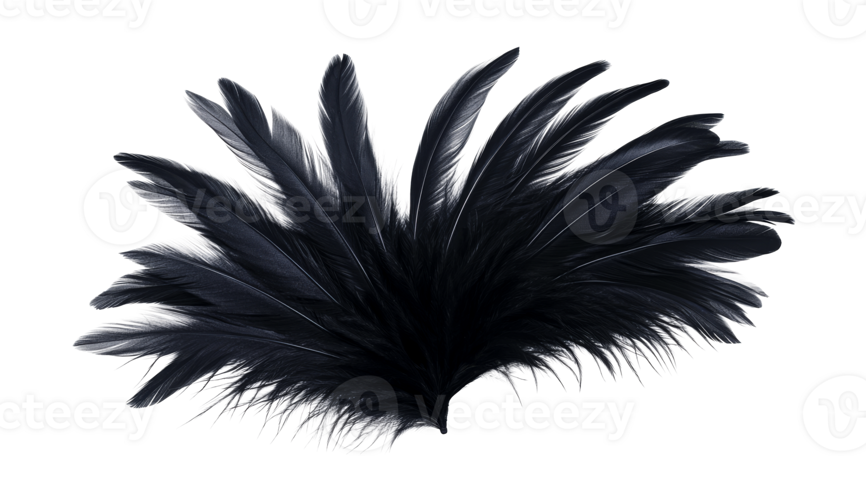 Dark feathers in a fan shape on black background, cut out transparent png