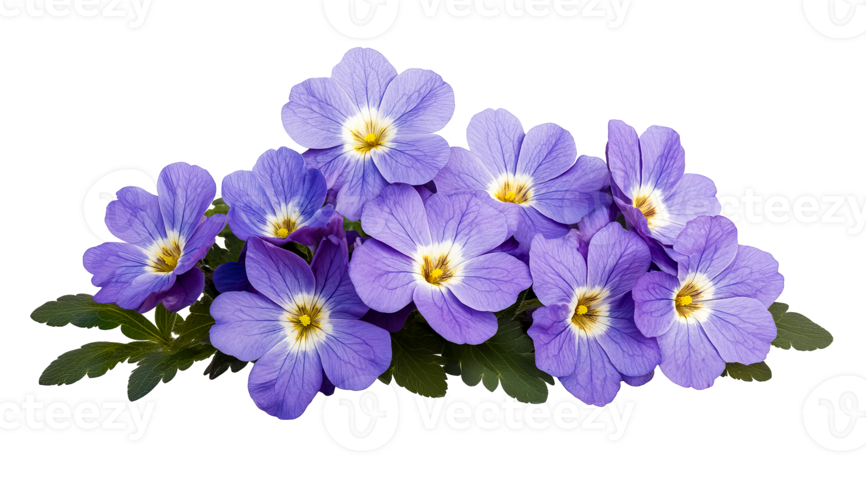 Group of Blue Violets, Flowers, Isolated on Black Background, cut out transparent png