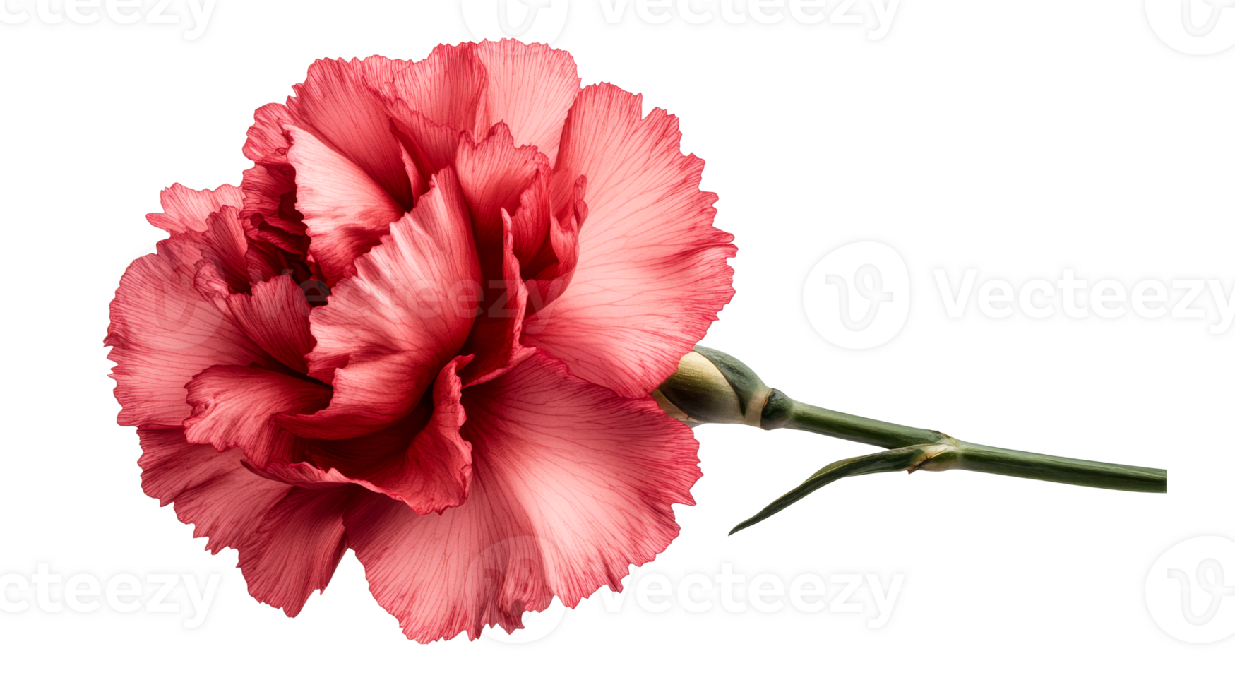 Red carnation flower close-up studio shot on a black backdrop, cut out transparent png