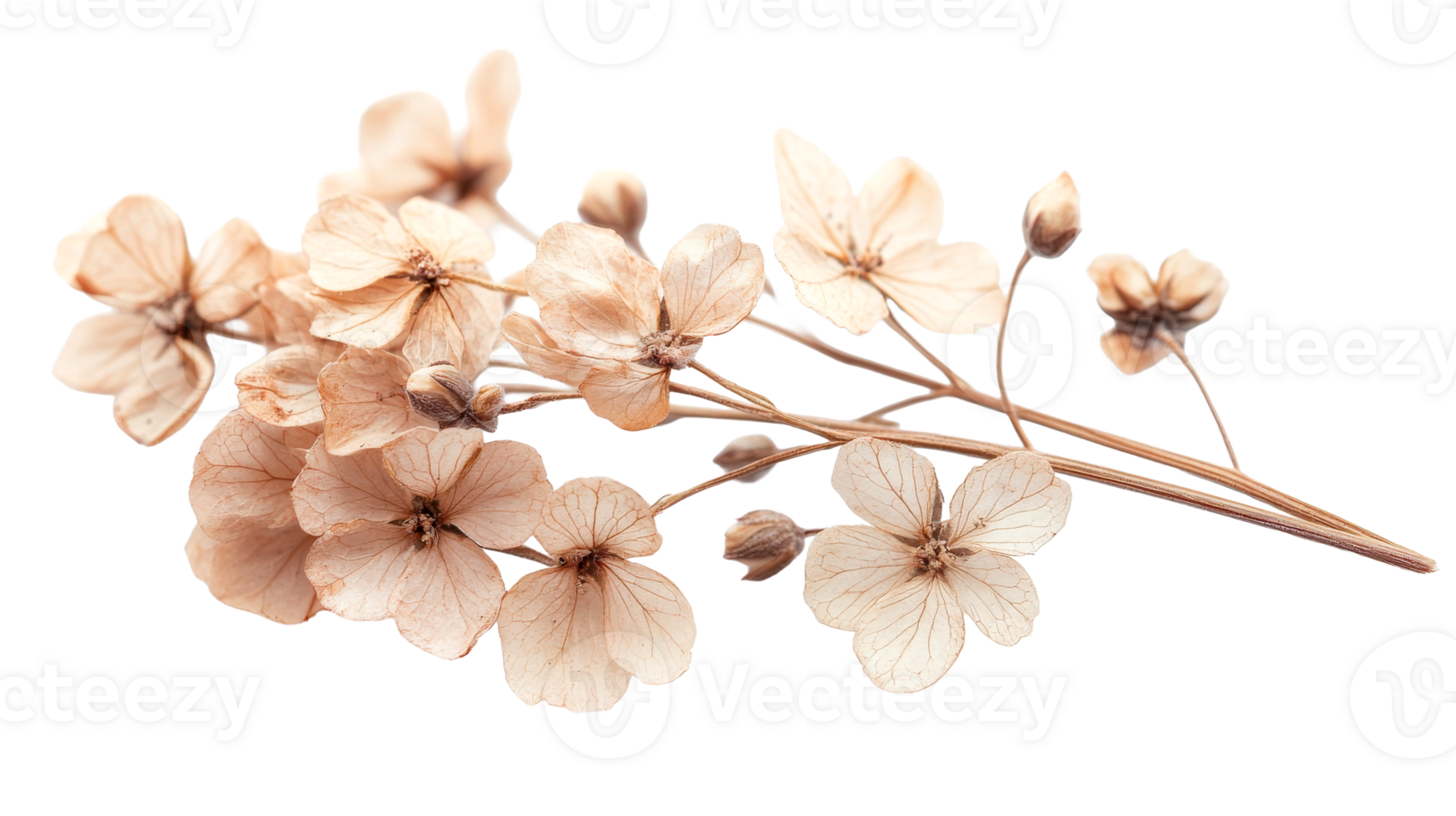 Dried Hydrangea Petals on a Stem, Beige, Cut Out Transparent png