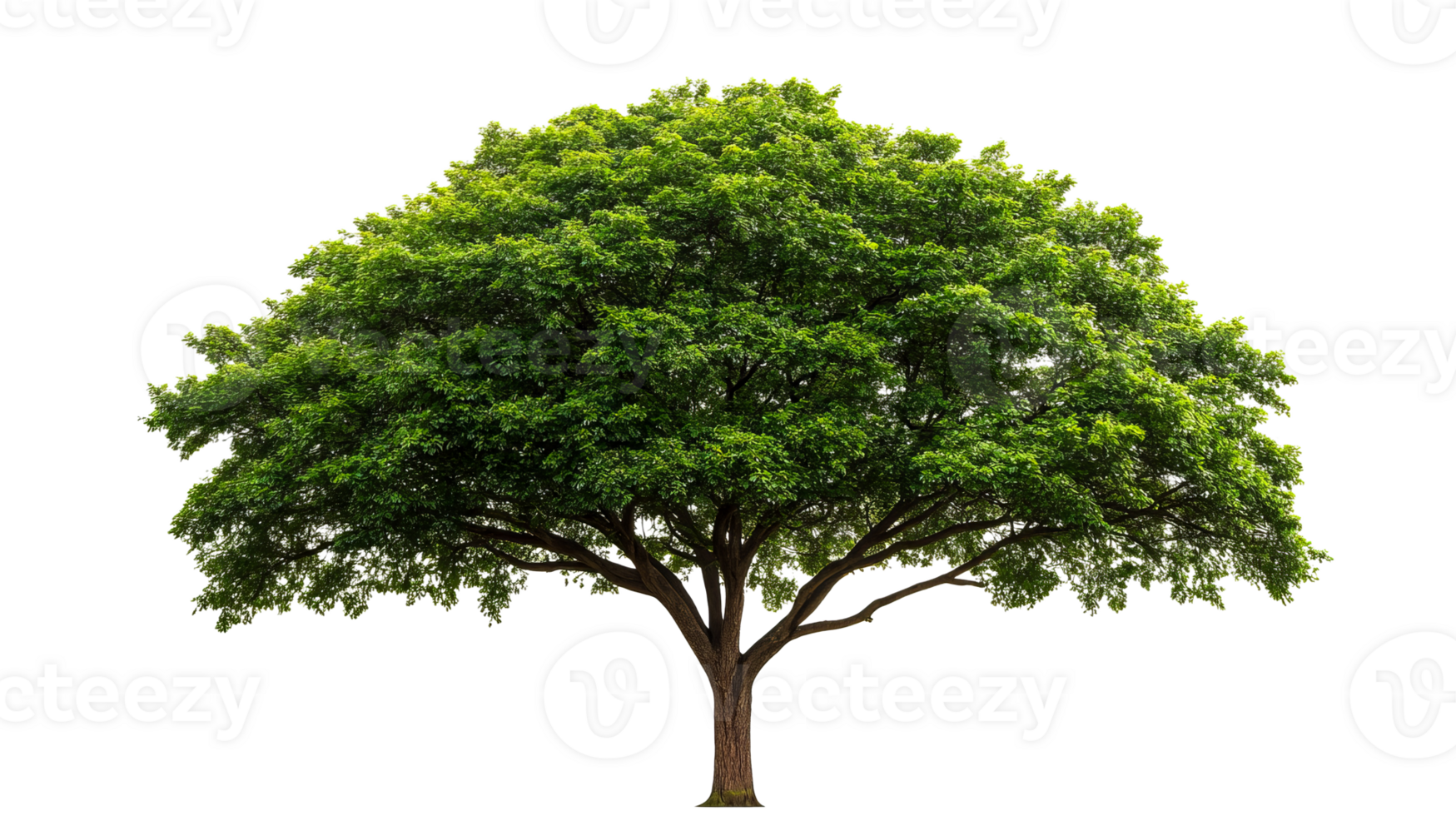 Majestic green tree with spreading branches, cut out transparent png