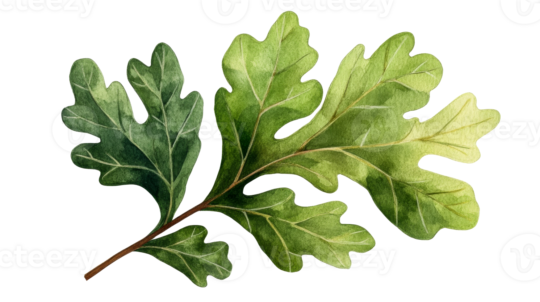 Oak Leaf Watercolor Illustration isolated, cut out transparent png