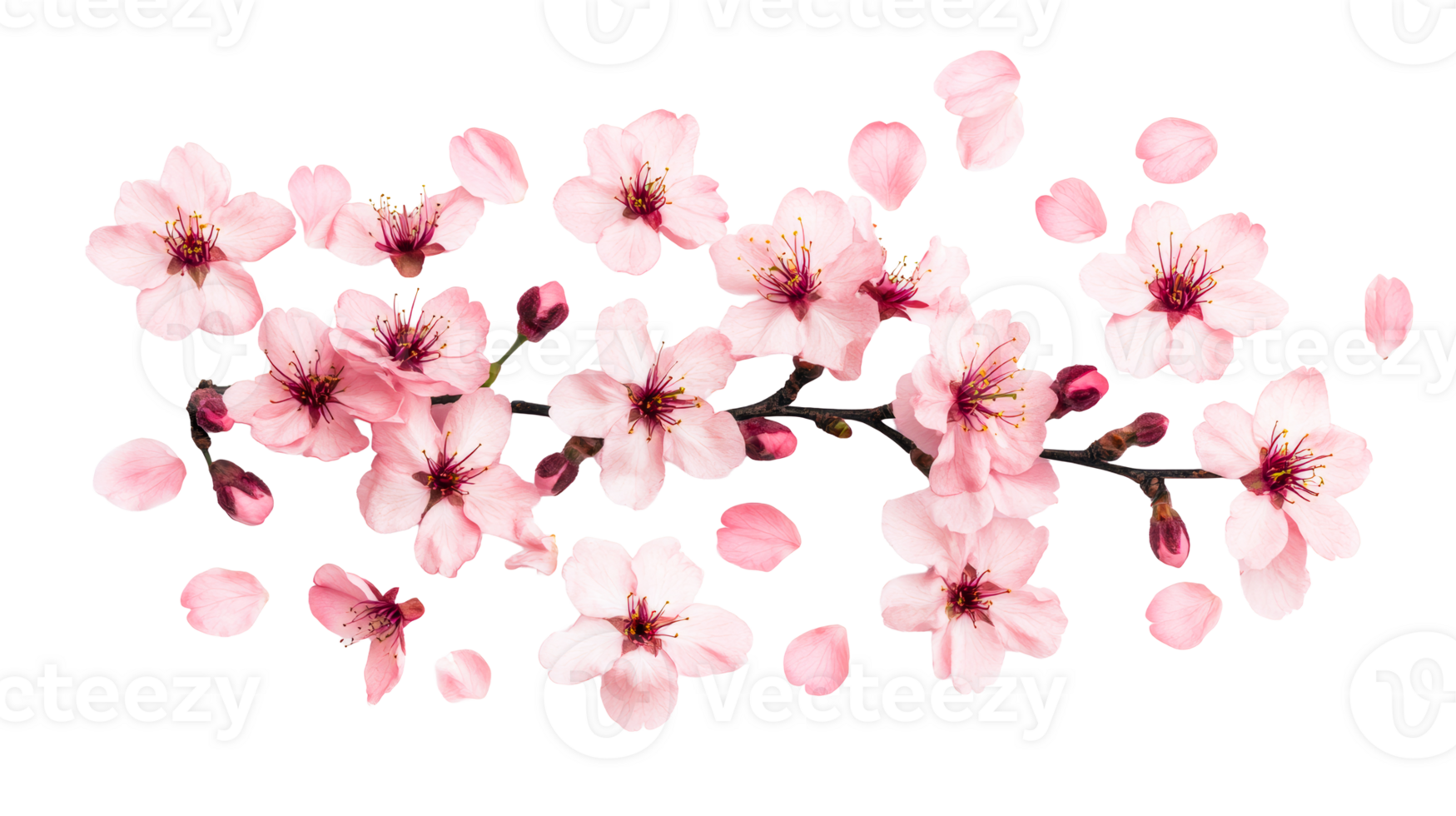 Pink flowers blossoms of a tree branch, spring bloom, cut out transparent png