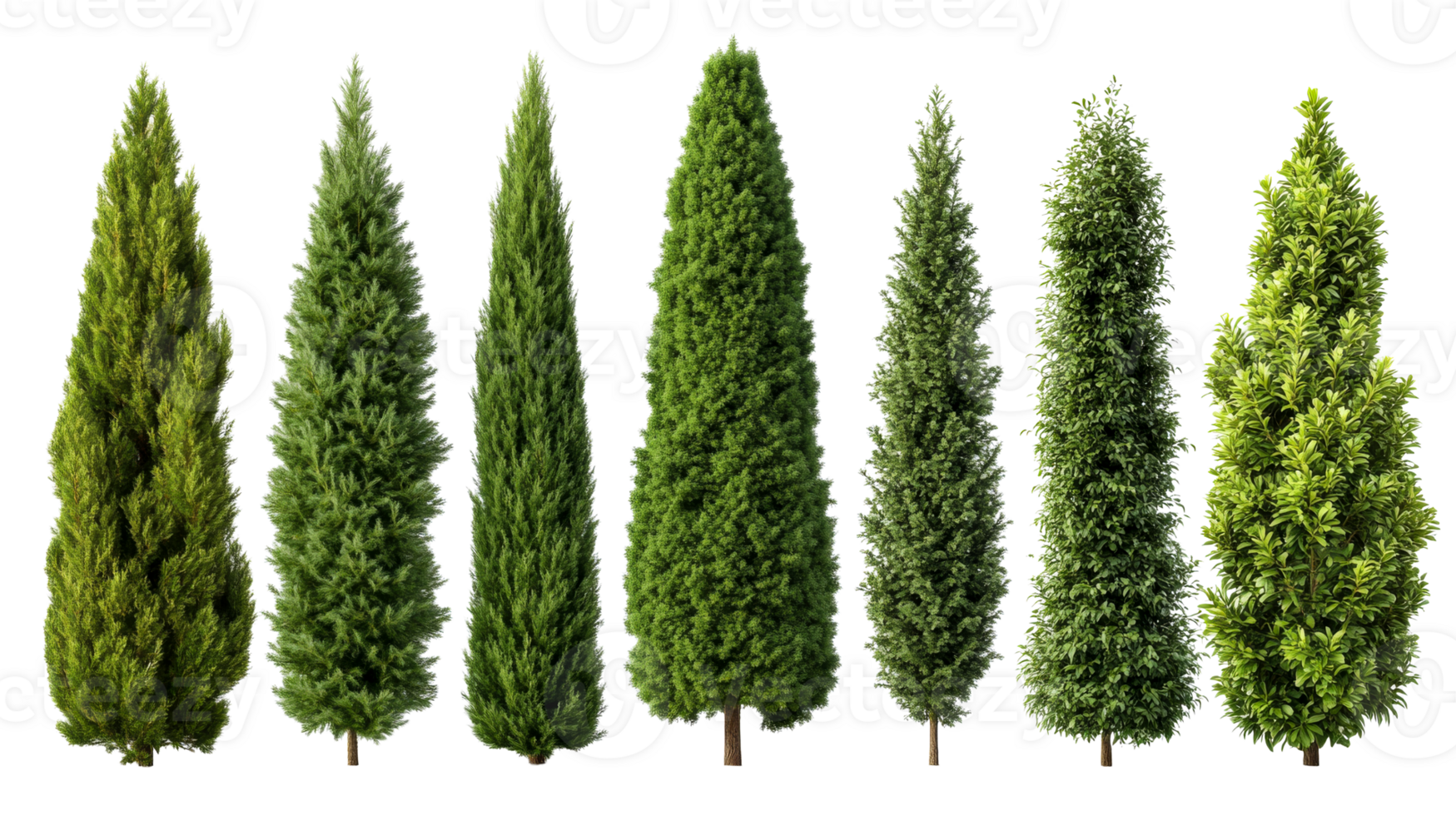Conical evergreen tree assortment, variety of textures, isolated, cut out transparent png