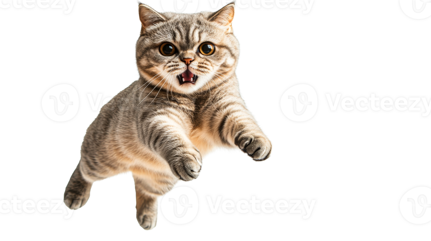 Gray tabby cat jumping with mouth open and eyes wide, cut out transparent png