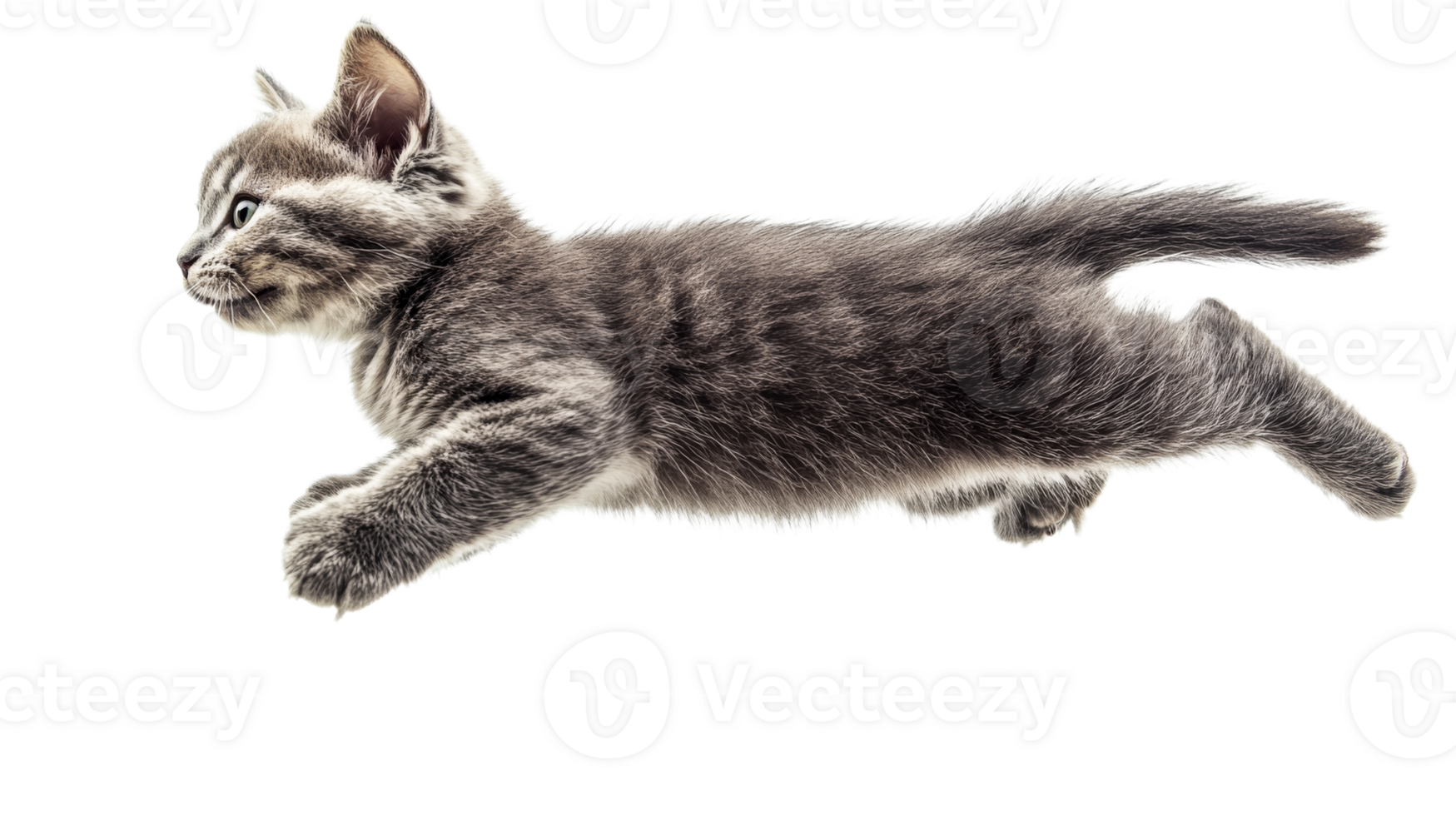 Kitten leaping playfully, gray striped fur, cut out transparent png