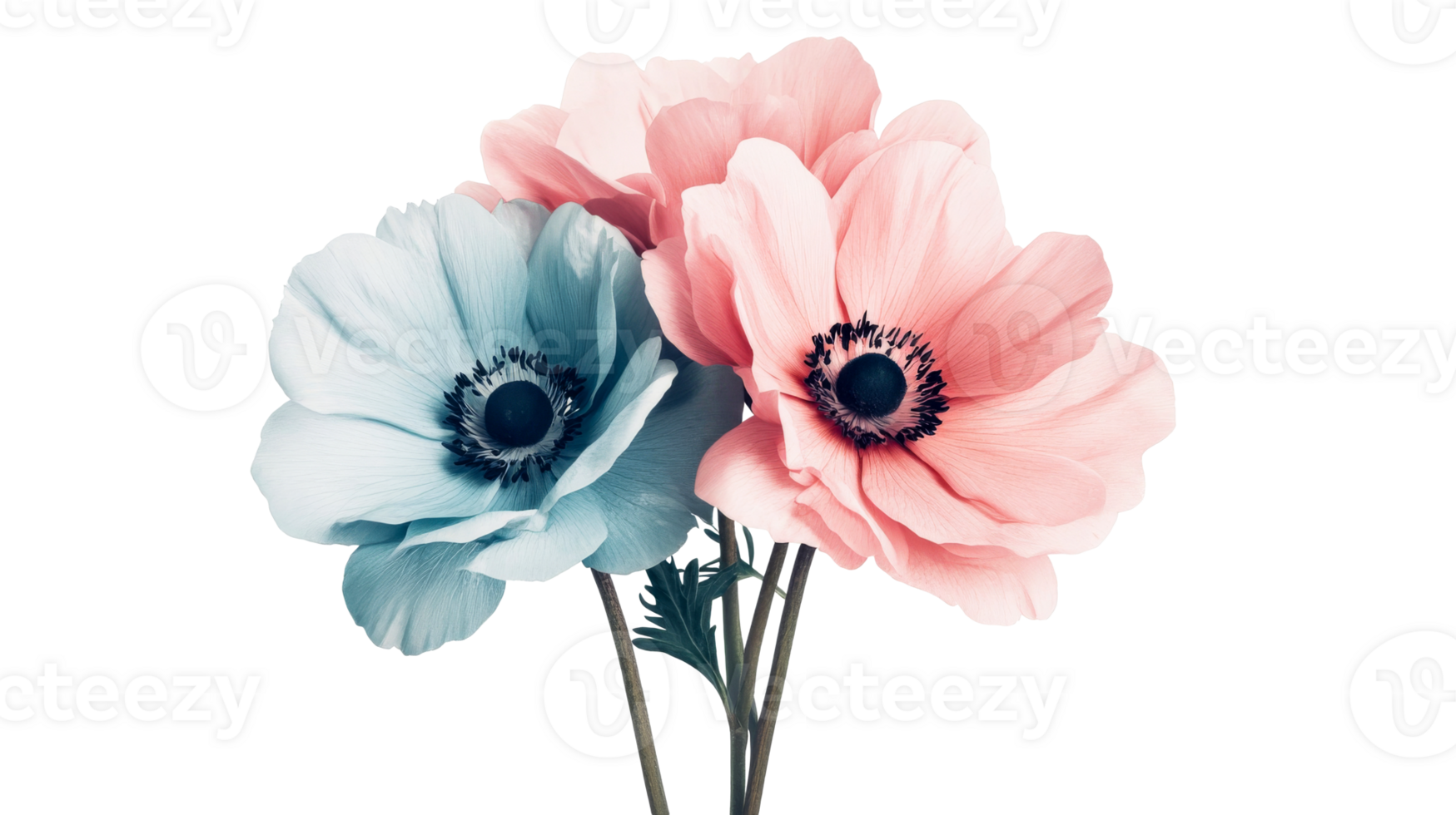 Colorful Anemone Flower Arrangement on Black, Cut Out Transparent png