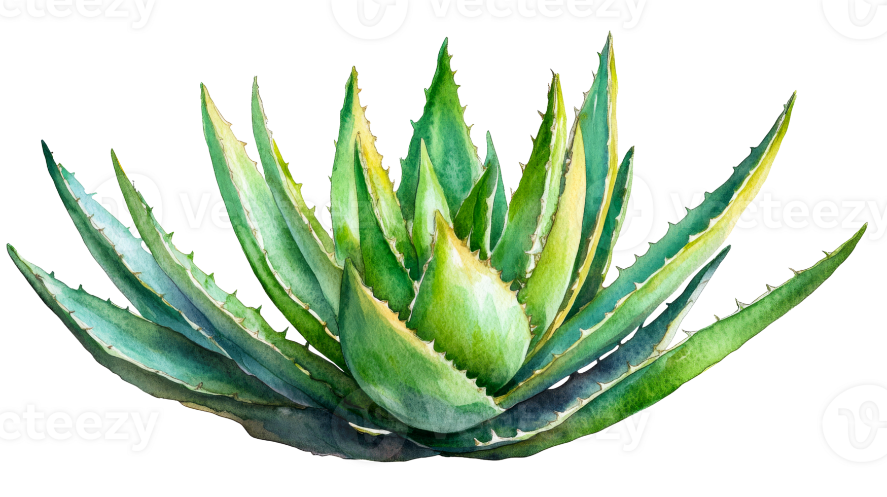 Aloe Vera succulent plant leaves watercolor illustration, cut out transparent png