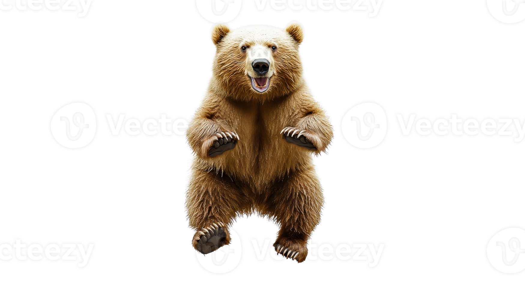 Brown bear, standing, furry, claws, mammal, open mouth, isolated, cut out transparent png