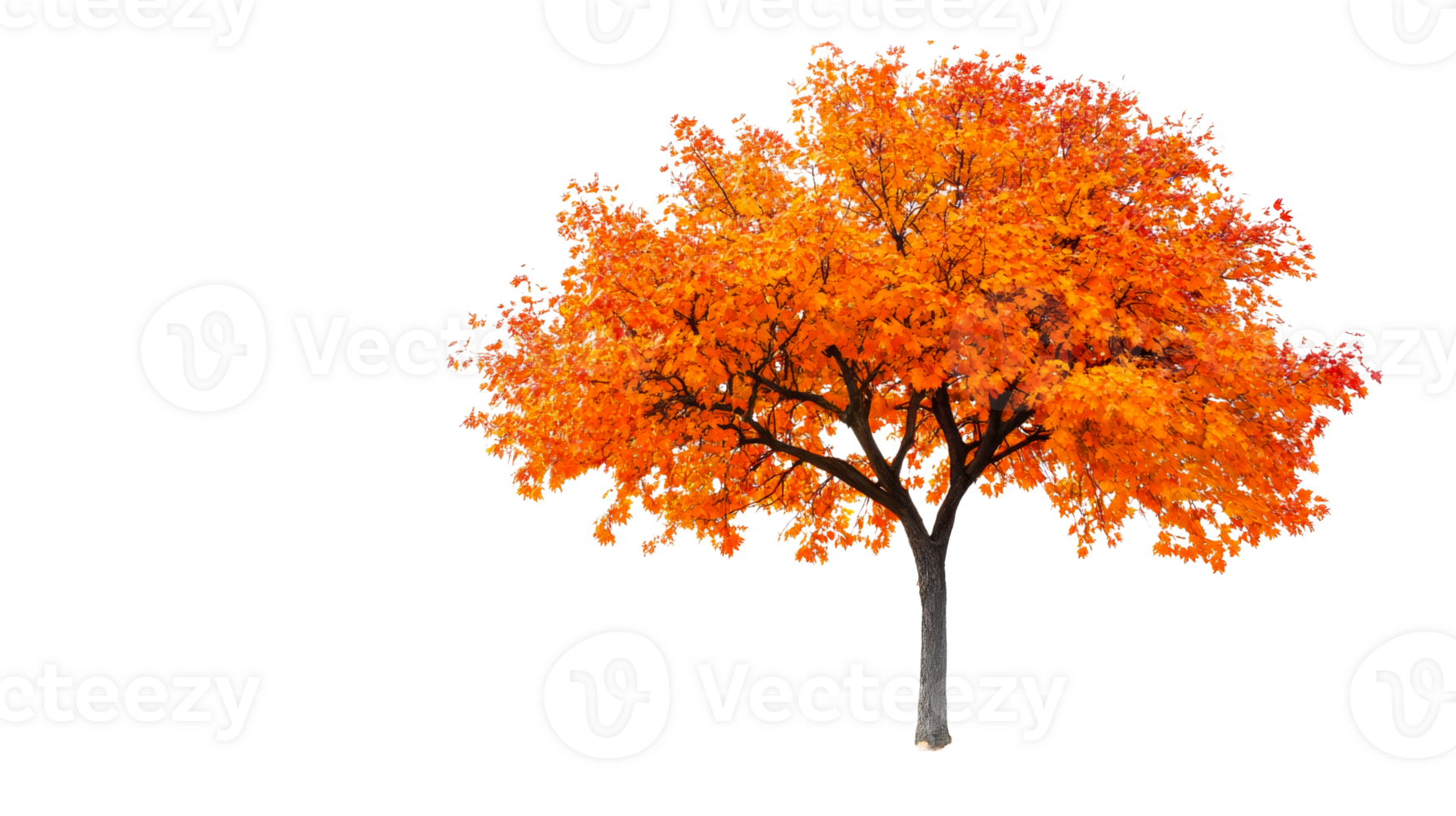 Orange maple tree in full fall foliage, isolated object, cut out transparent png