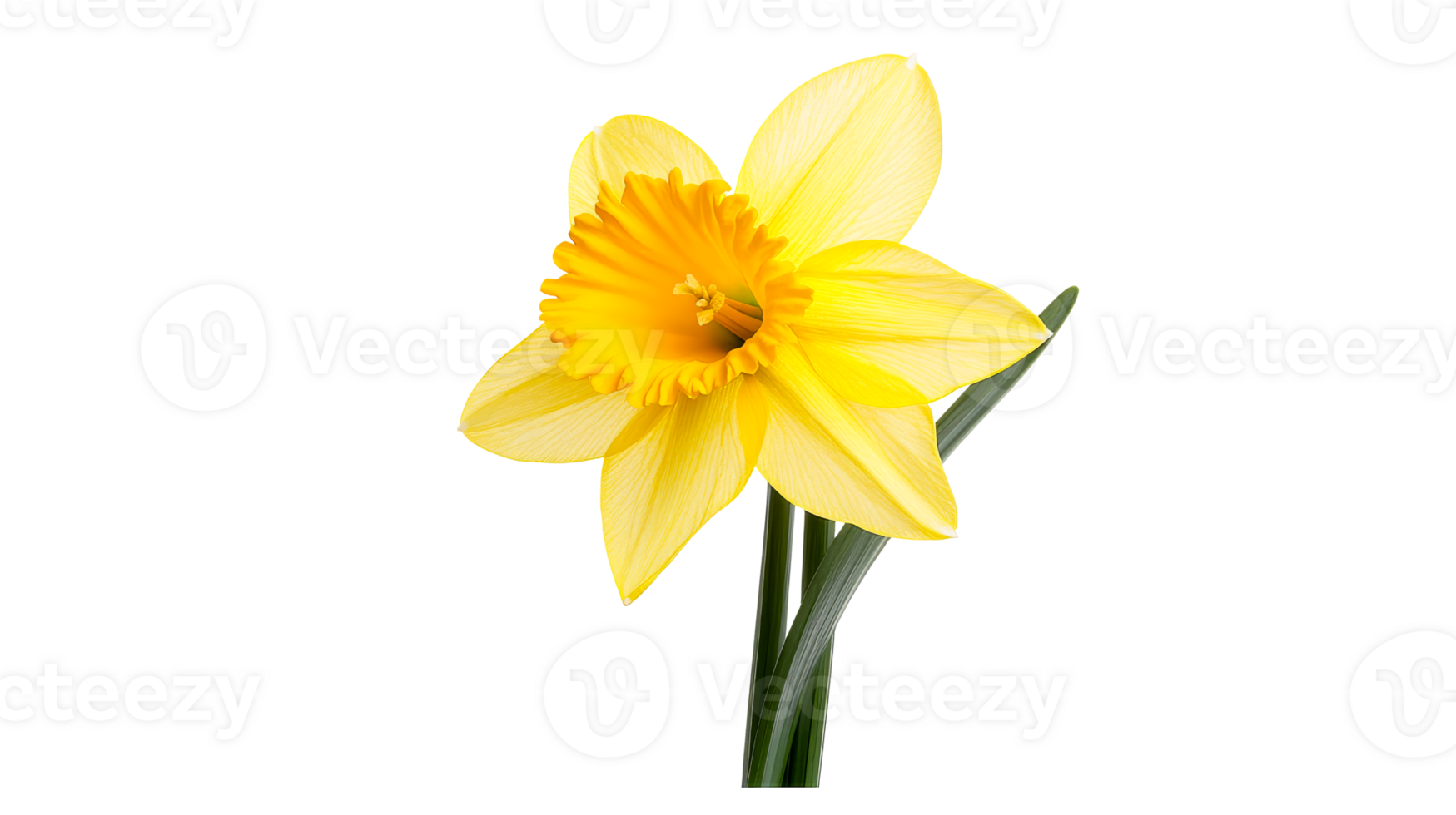 Yellow daffodil flower blossom closeup, beauty spring nature, cut out transparent png