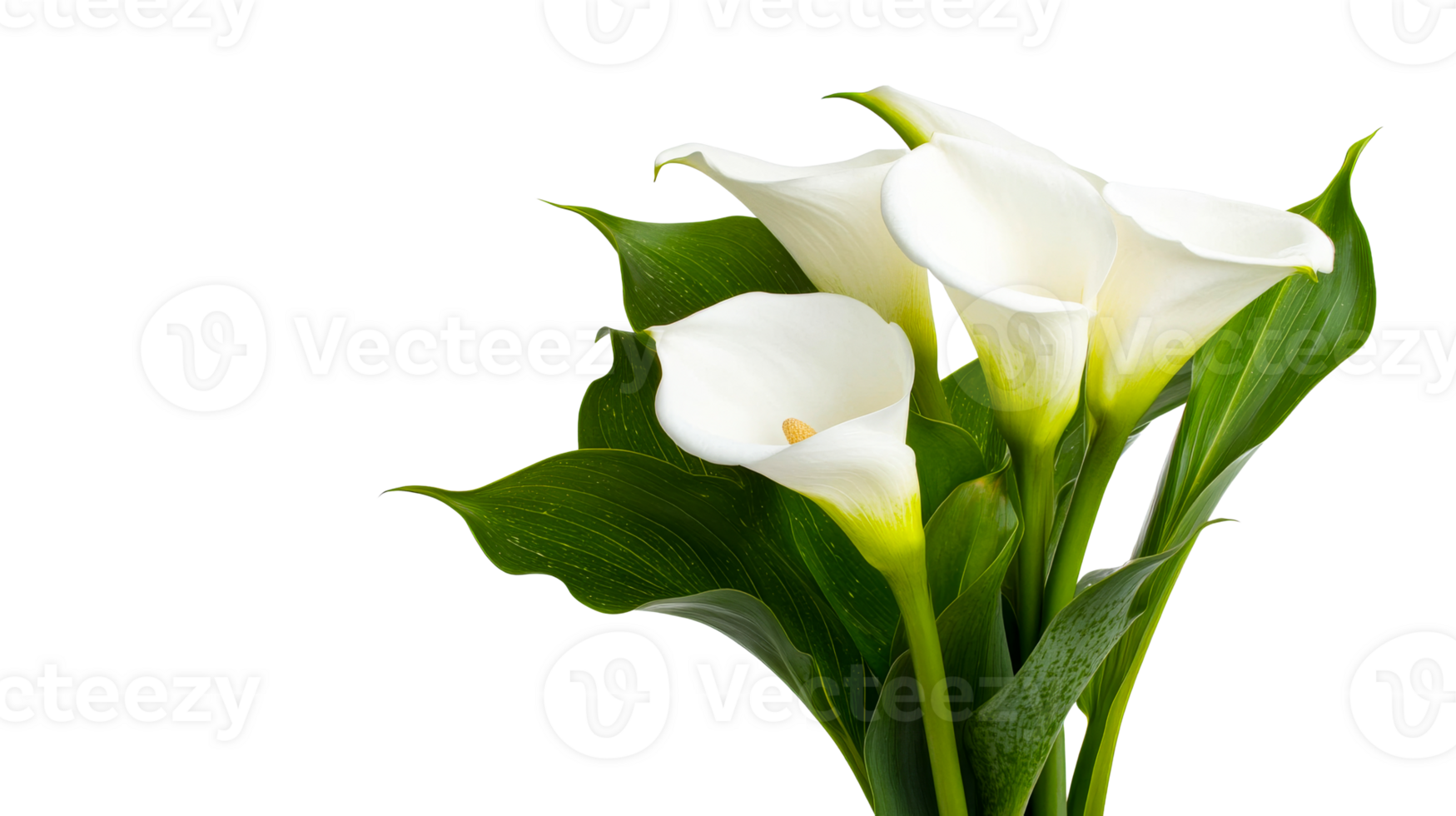 Elegant Calla Lilies with Lush Green Leaves on Black, cut out transparent png