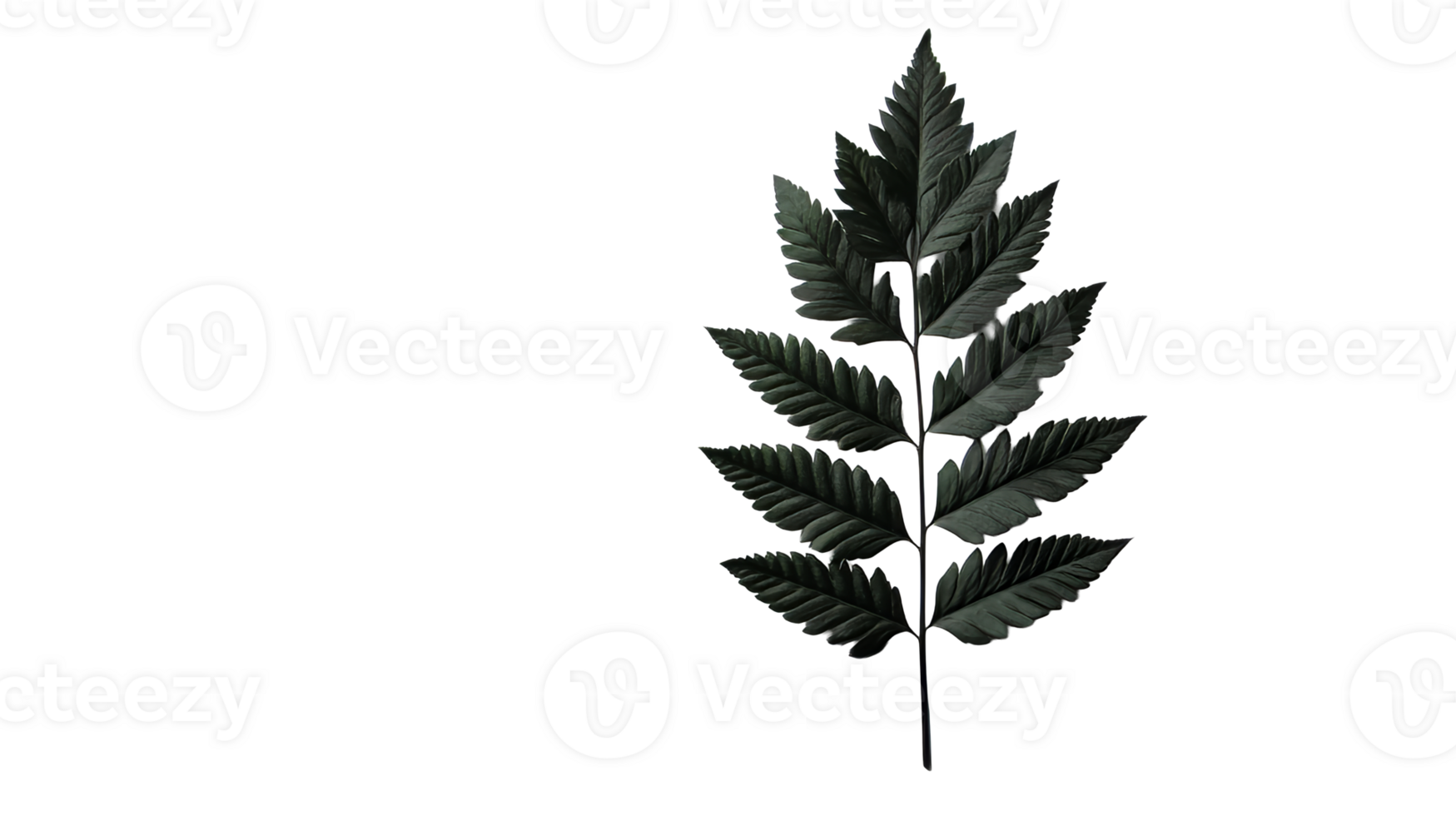 Dark green leaf with sharp edges and textured surface, cut out transparent png