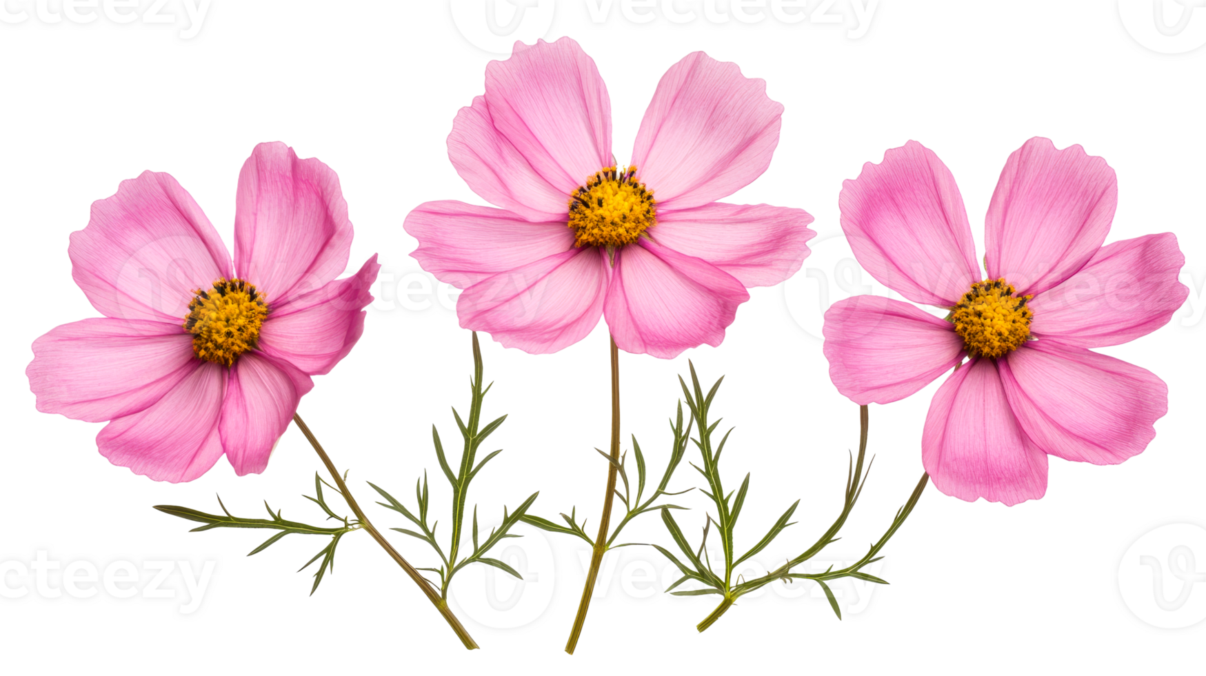 Trio of pink cosmos flowers with leaves, vibrant and fresh, cut out transparent png