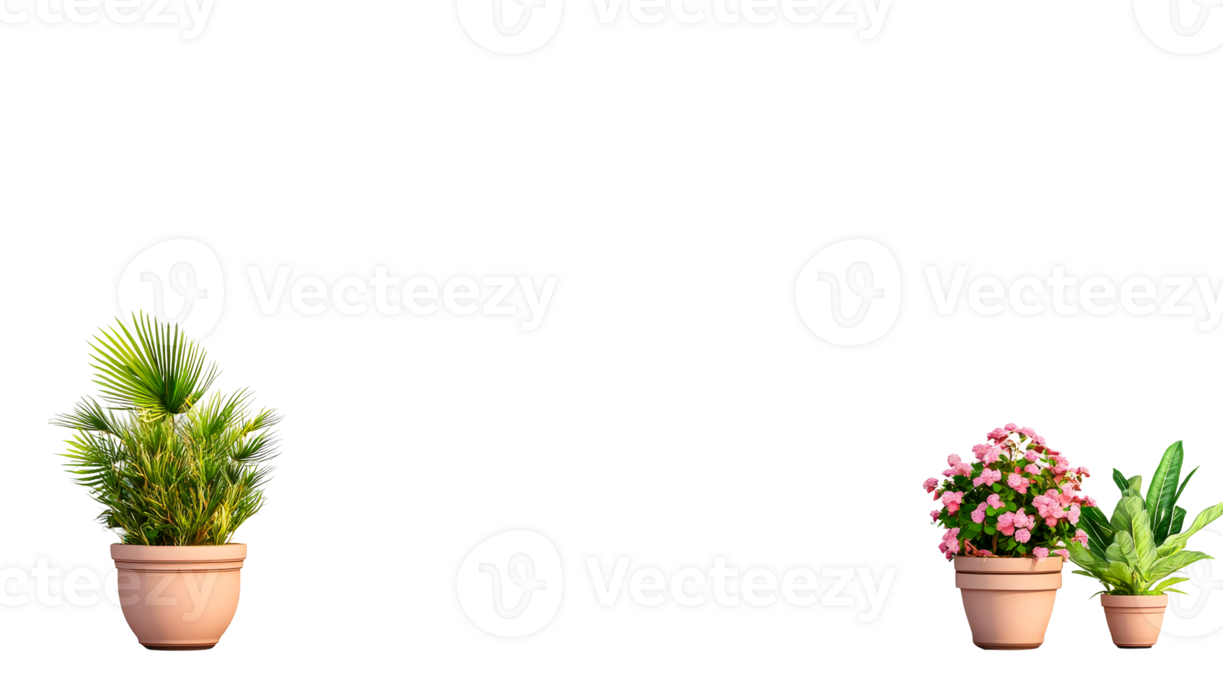 Decorative house plants in pots on a black background, cut out transparent png
